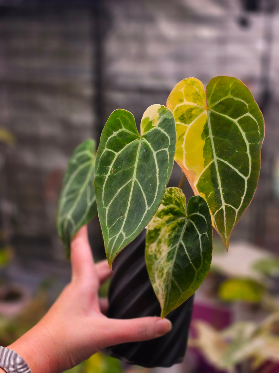 Anthurium (Red Crystallinum × self) × Michelle