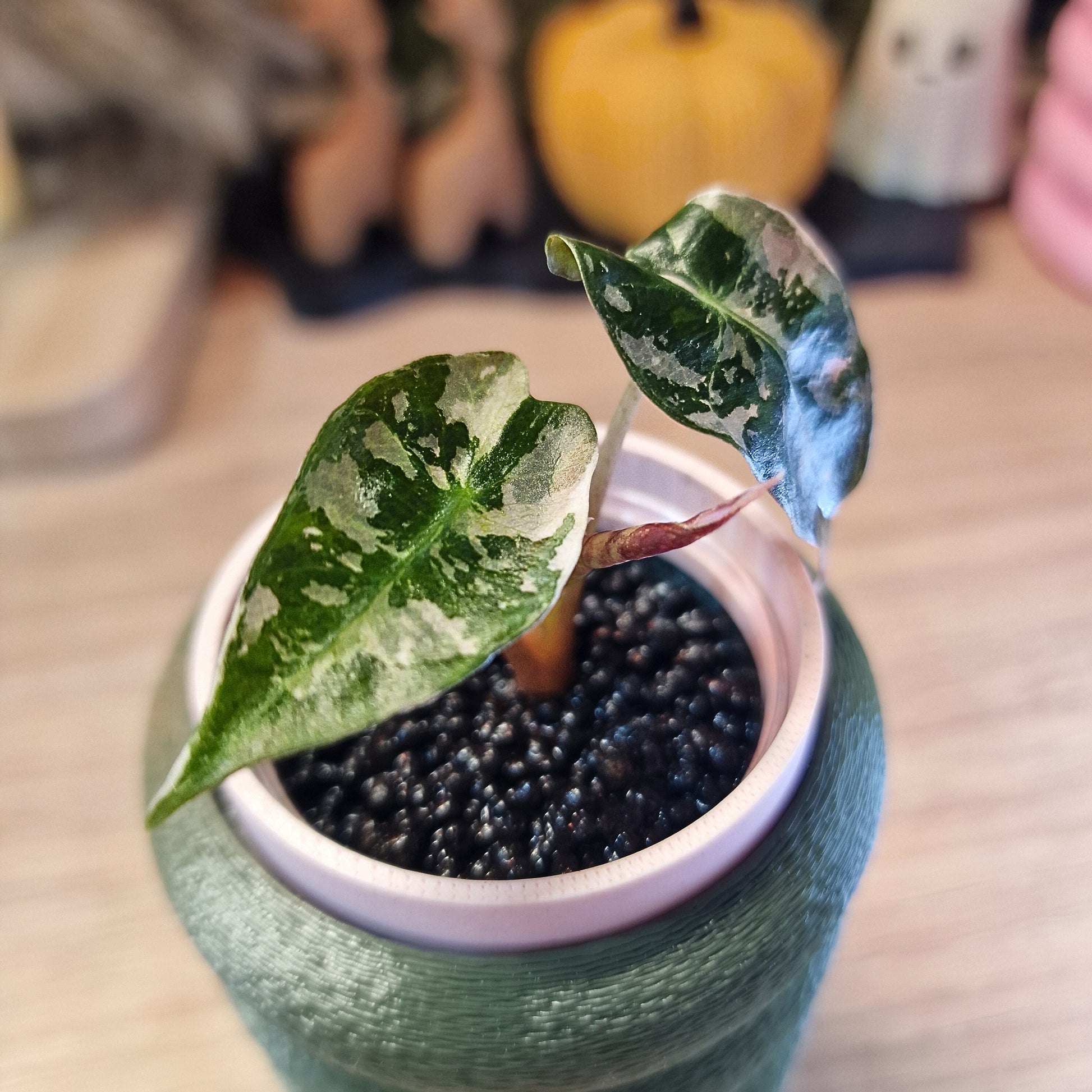 Alocasia Polly Pink snowflake ❄️