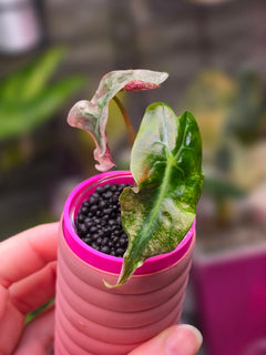 Alocasia Venom Polly Pink | Ultra Rare Pink Variegated Collector Alocasia