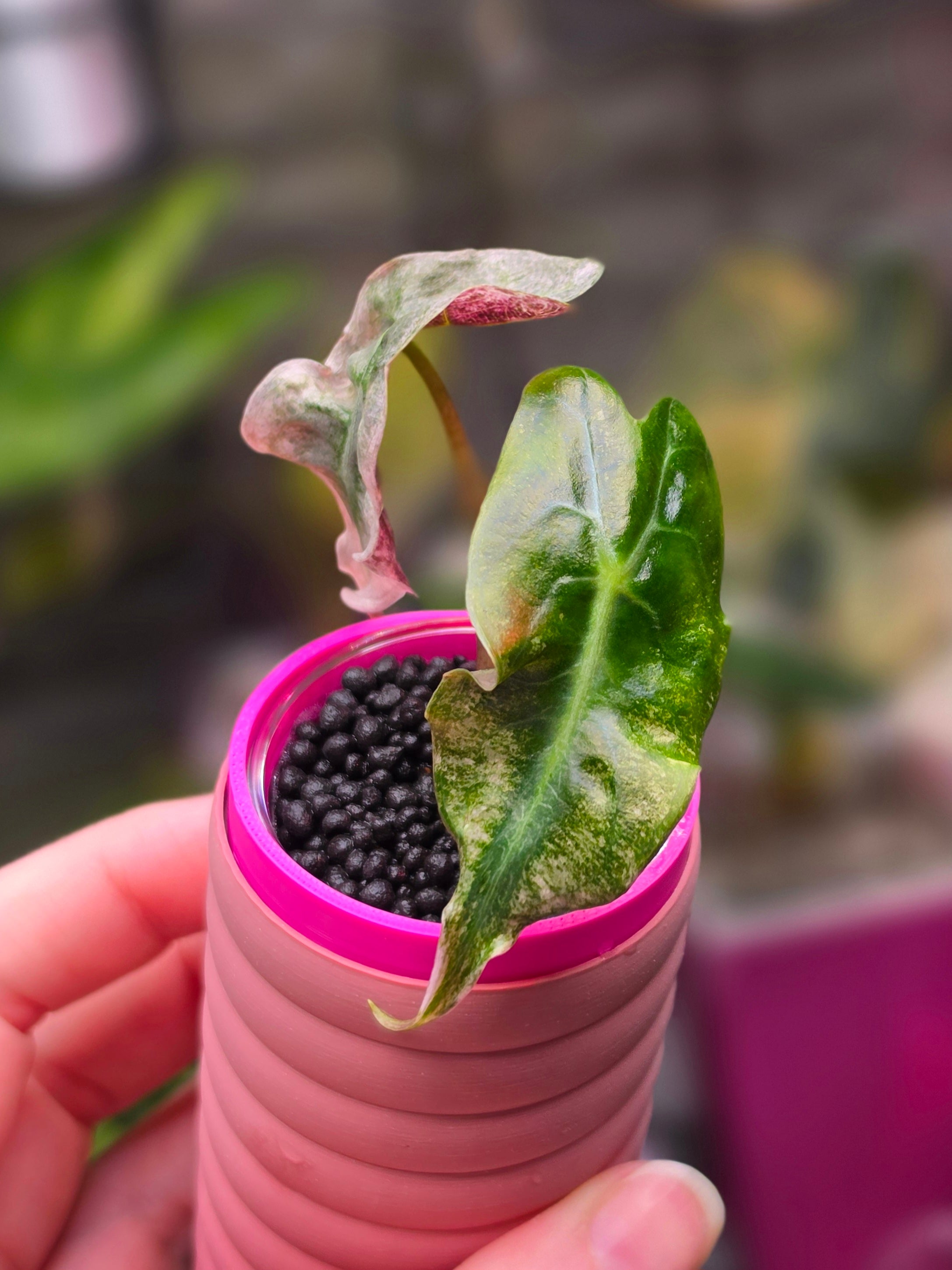 Alocasia Venom Polly Pink | Ultra Rare Pink Variegated Collector Alocasia
