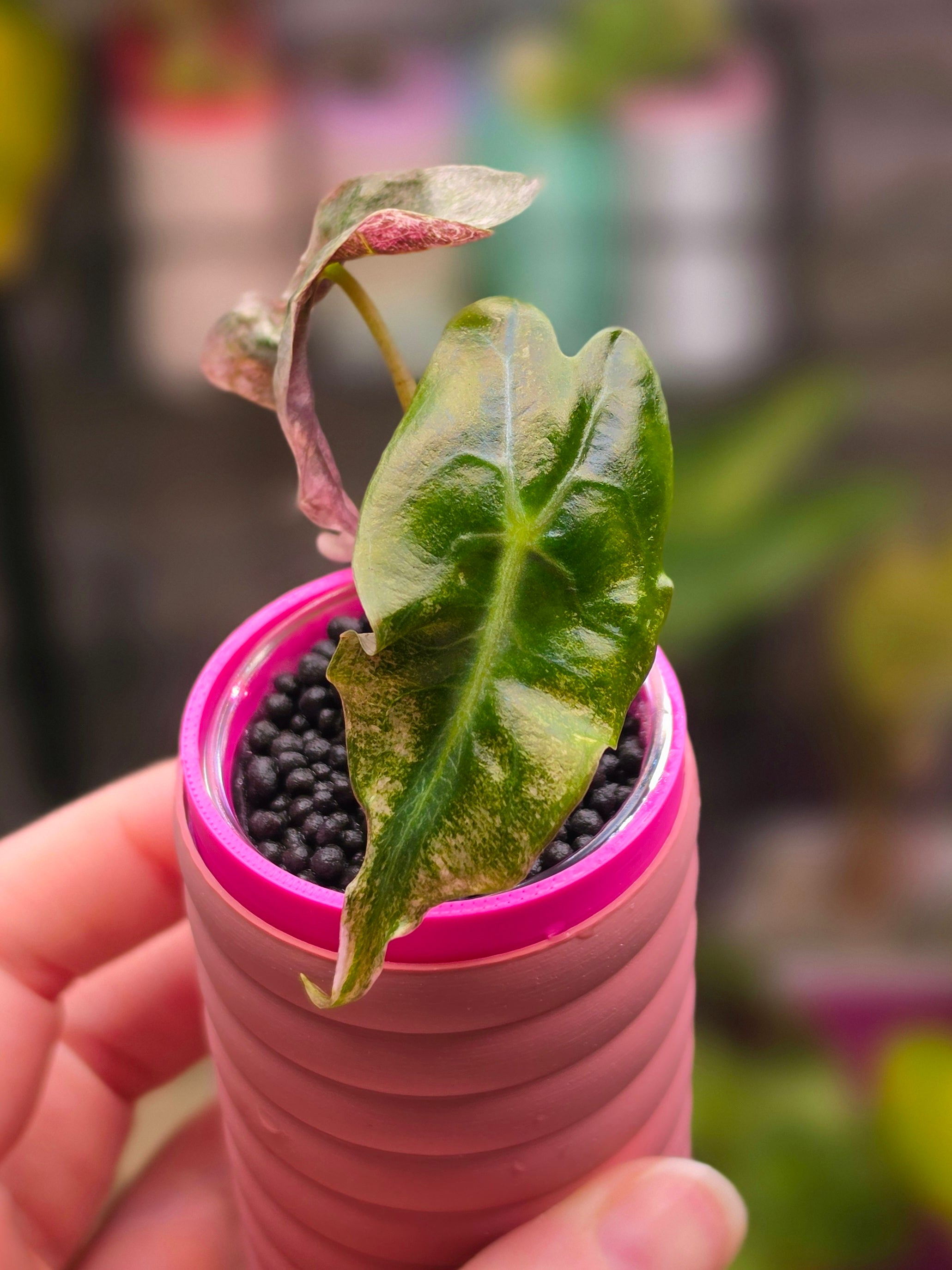 Alocasia Venom Polly Pink | Ultra Rare Pink Variegated Collector Alocasia