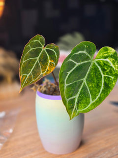 Anthurium (Red Crystallinum × Self) × Michelle | Variegated Cut Collector Plant