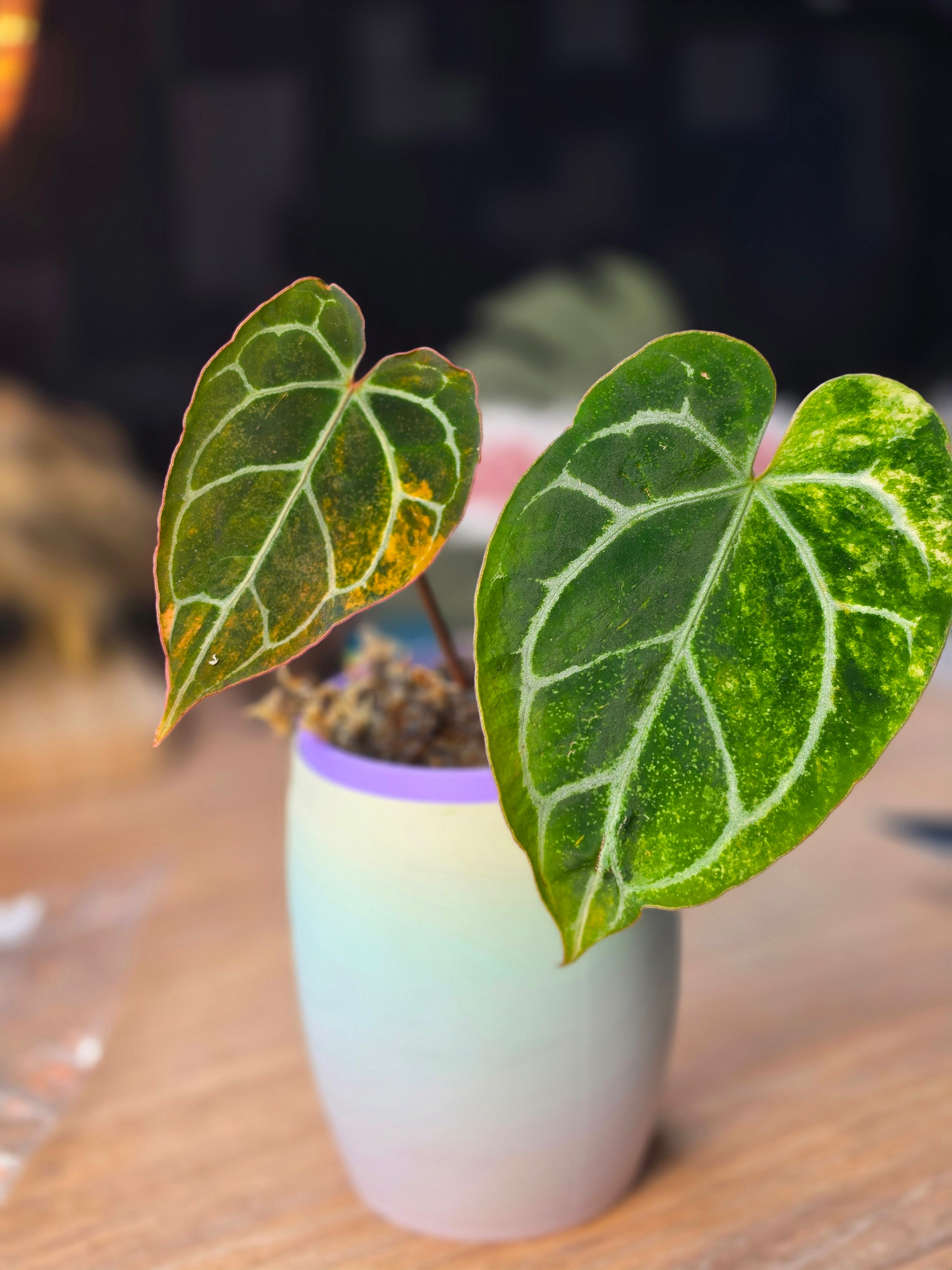 Anthurium (Red Crystallinum × Self) × Michelle | Variegated Cut Collector Plant