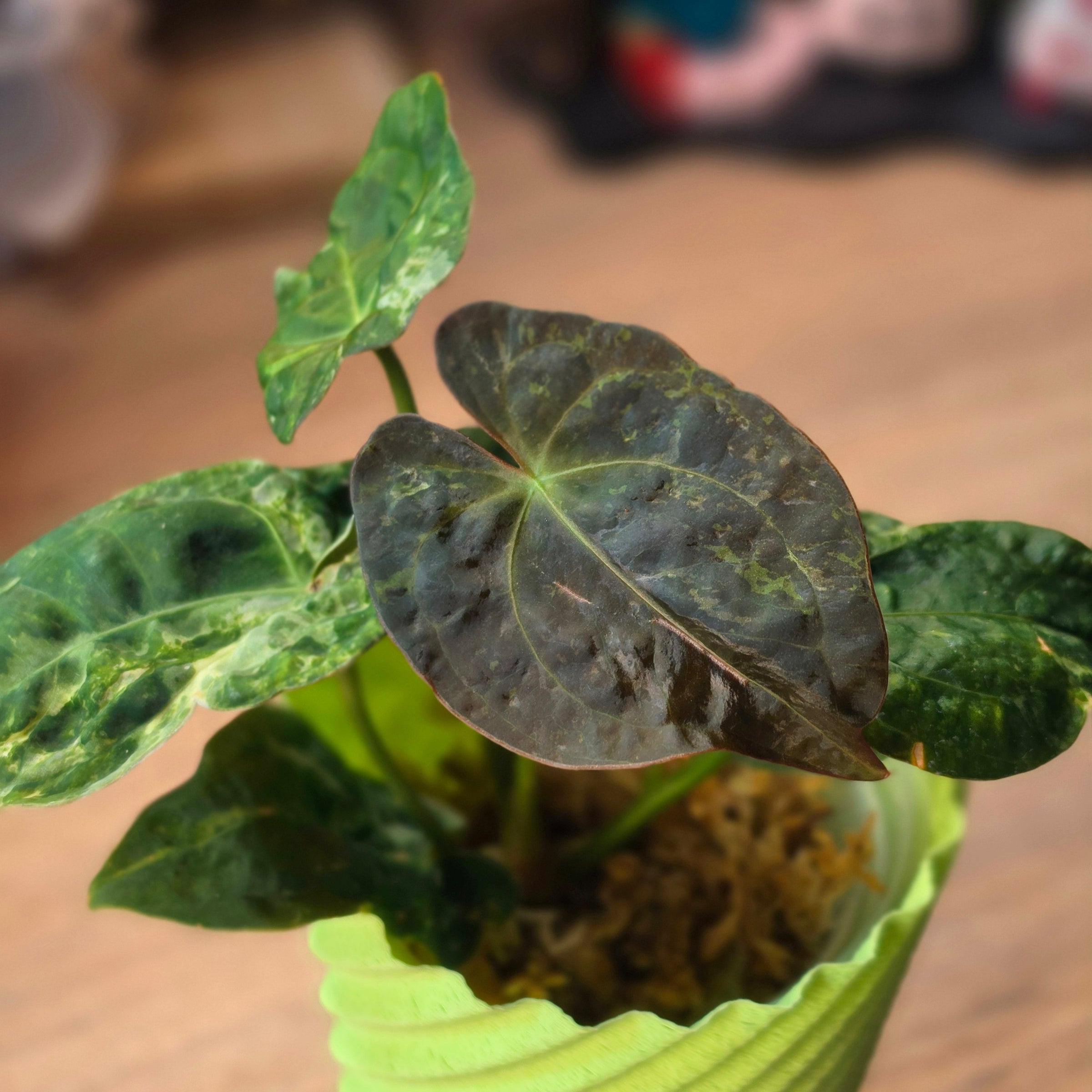 Anthurium Forgetii × Red Vein Dark Phoenix Mutated | Dark Vein Velvet Hybrid #2
