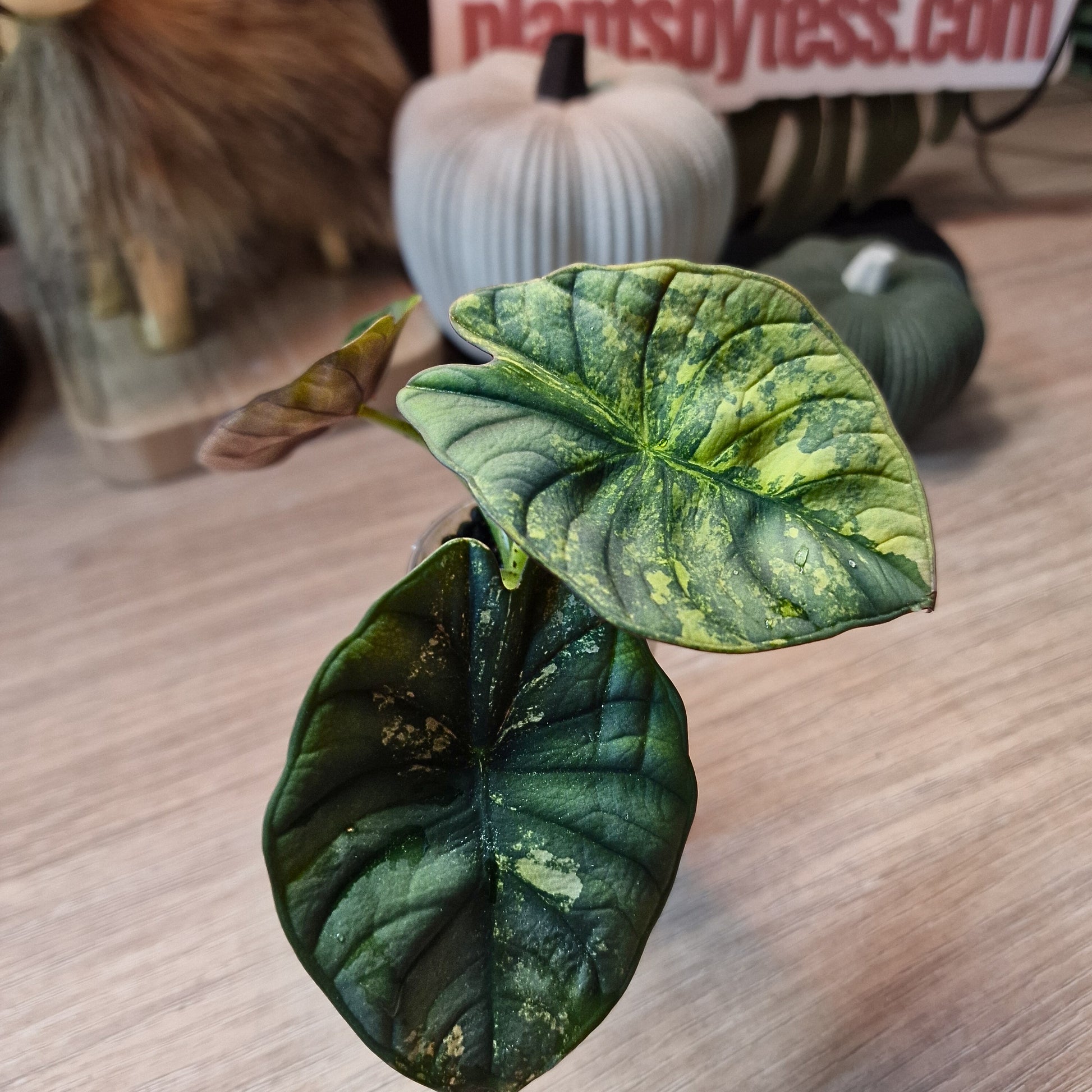Alocasia Nebula aurea