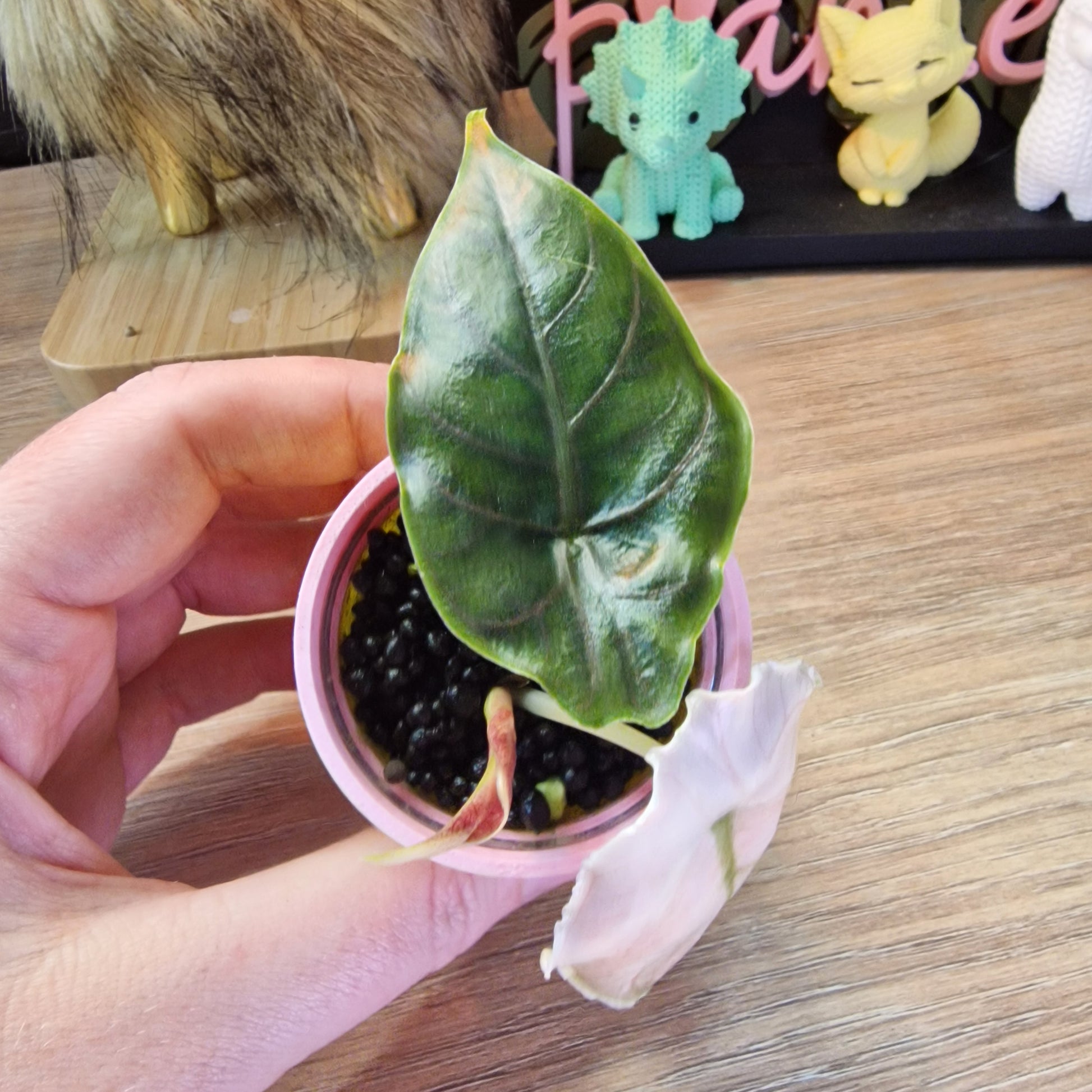 Alocasia Azlanii albo/pink