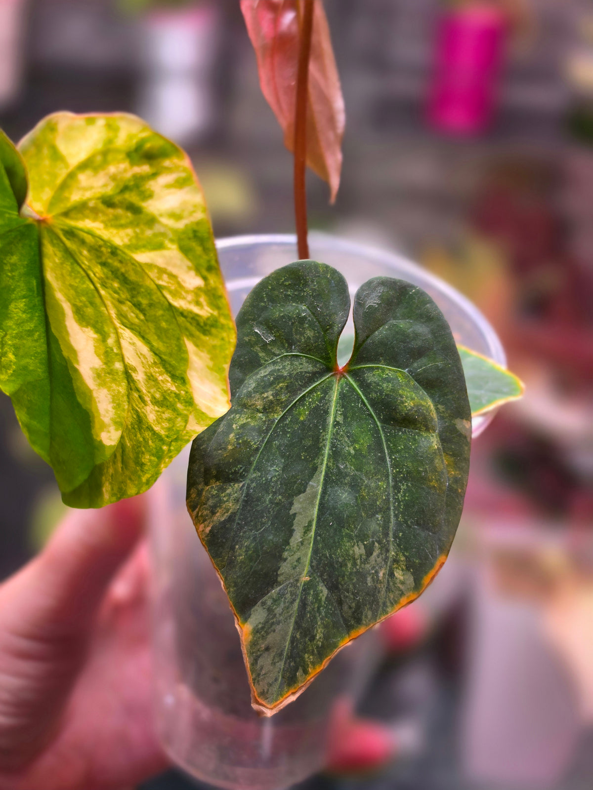 Anthurium 'Guna Yala' × RVDP (Variegated)