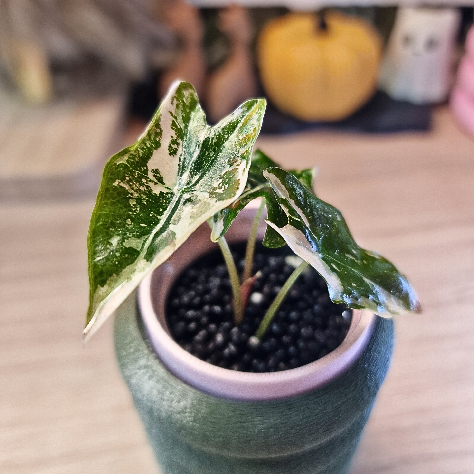 Alocasia Nobilis Pink