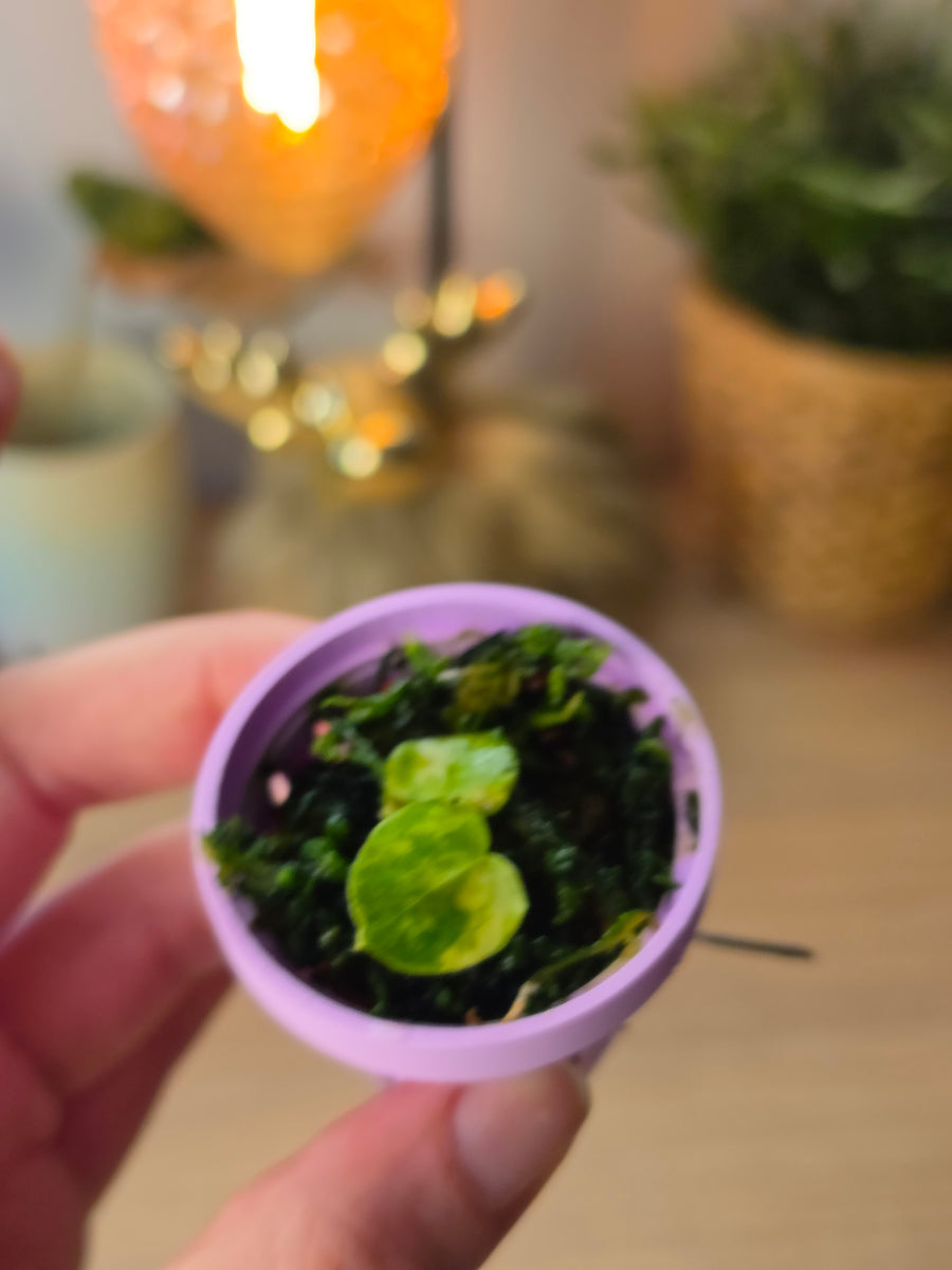 Anthurium (Papillilaminum × Crystallinum) × Portillae Open — Variegated Seedling #4