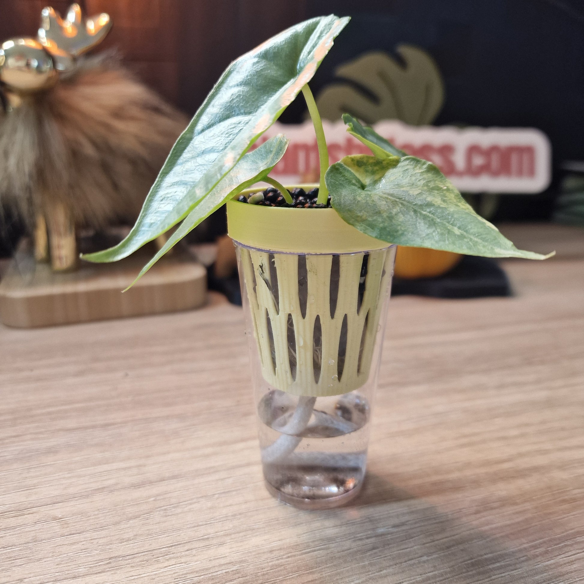 Clear pots