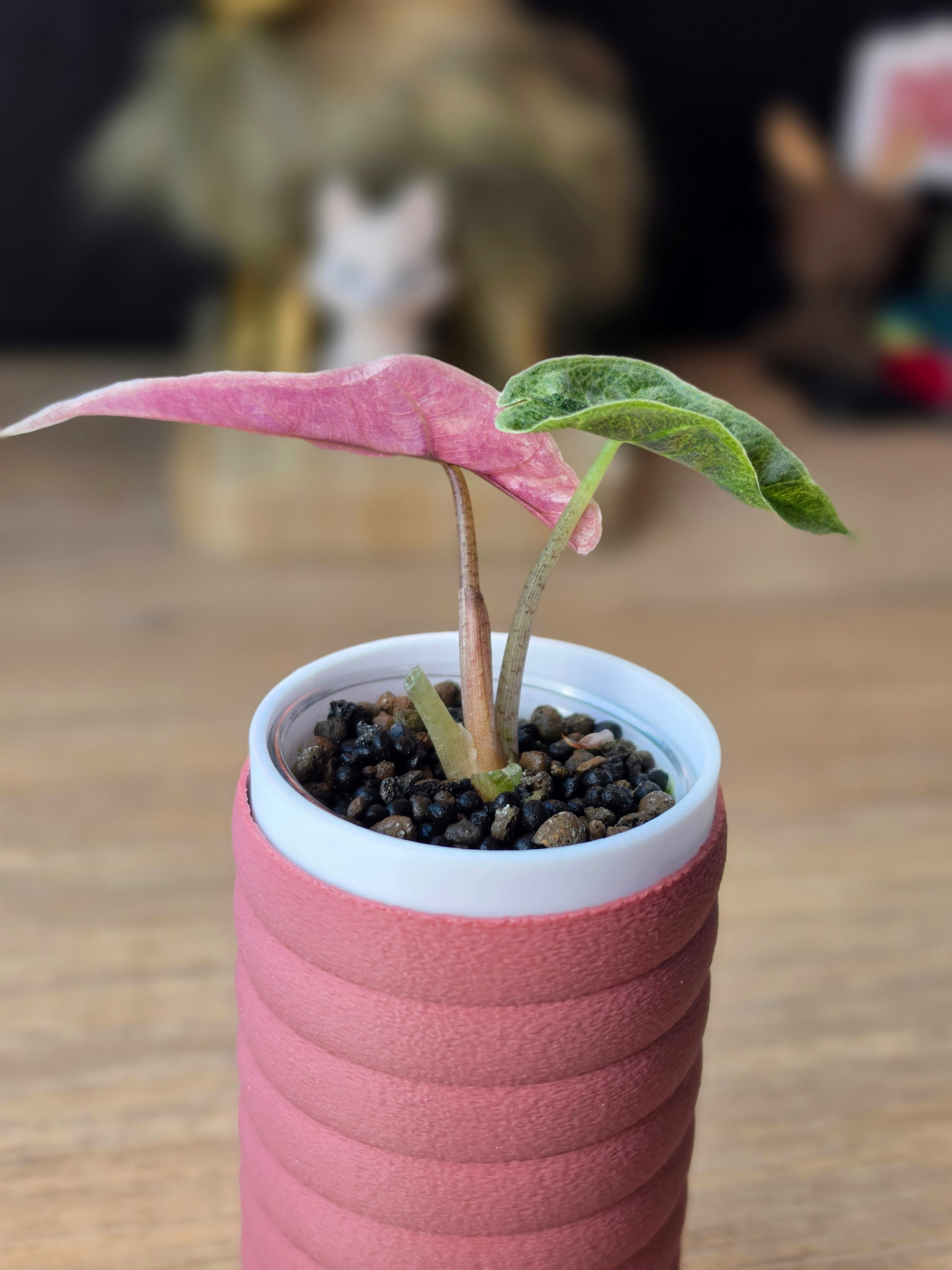 Alocasia Pink Polly Mutation | Rare Pink Variegated Collector Alocasia