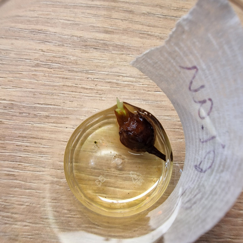 Alocasia Epilithica aurea corm