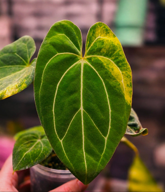 Anthurium Ace of Spades DF × (papillilaminum × RVDP)