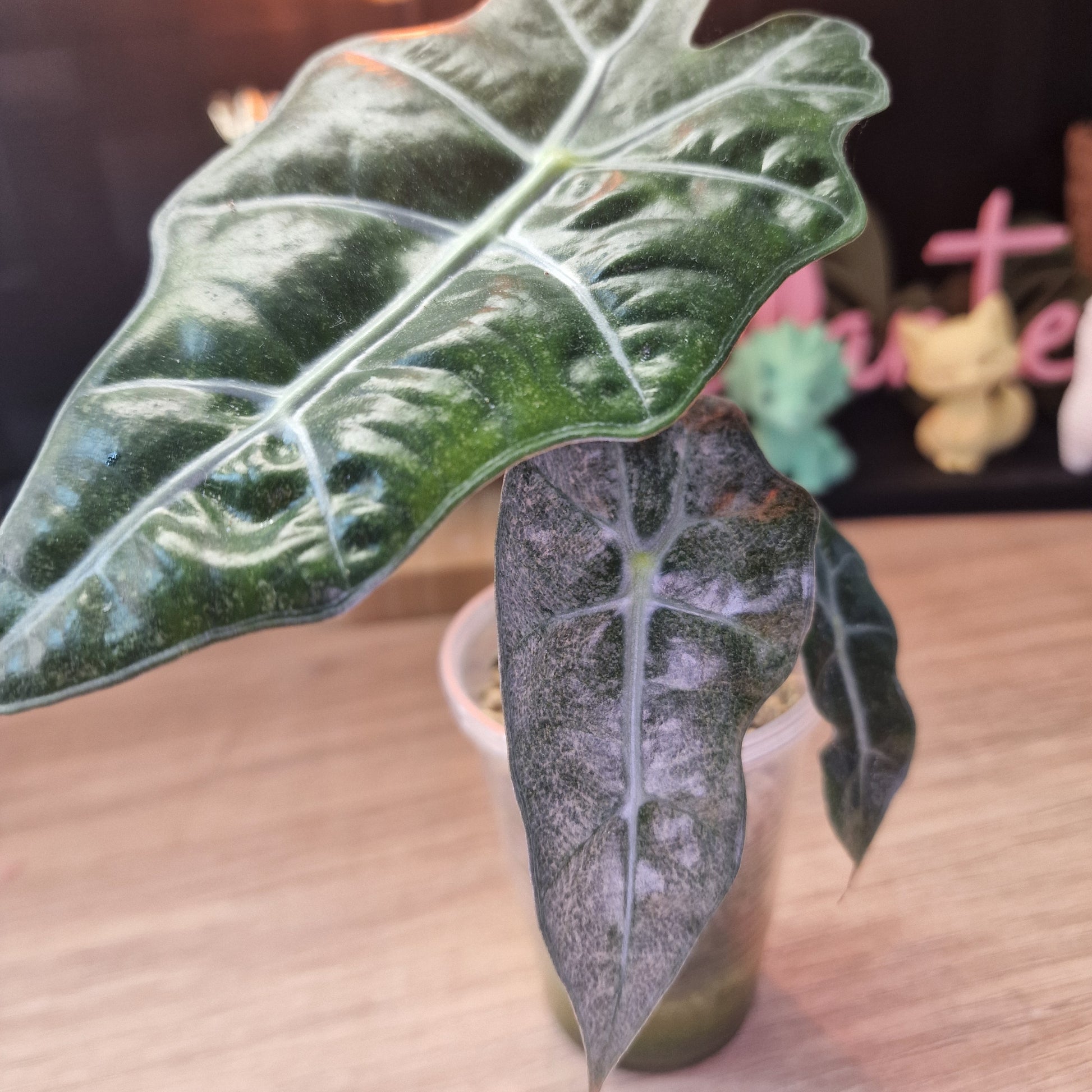 Alocasia Polly Pink Mint