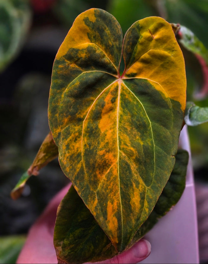 Anthurium Black Venom × Red Vein Dark Phoenix