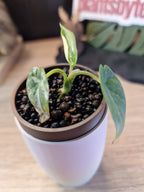 Alocasia Reginae Albo / Pink #4