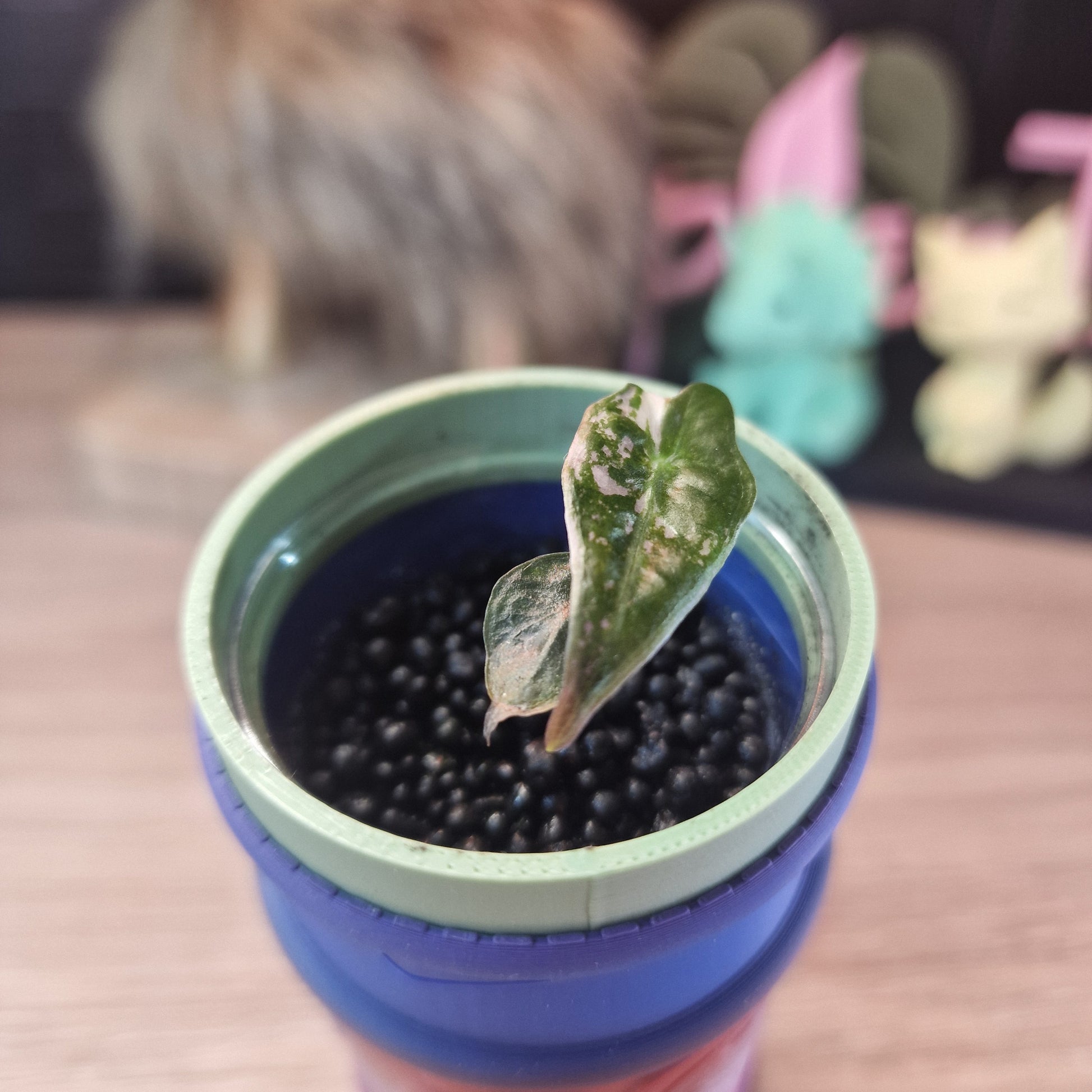 Alocasia Nobilis Pink
