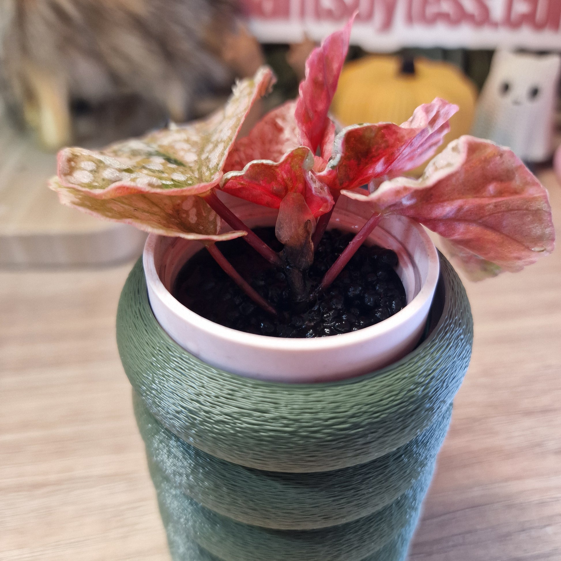 Begonia Snow Capped variegated