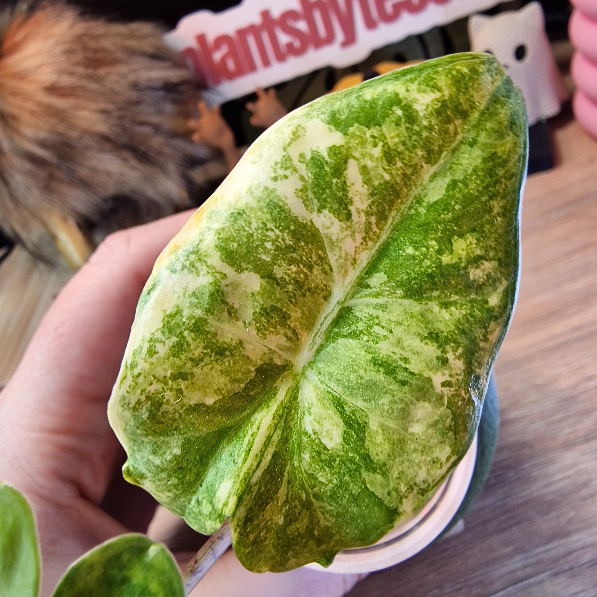 Alocasia Portora aurea