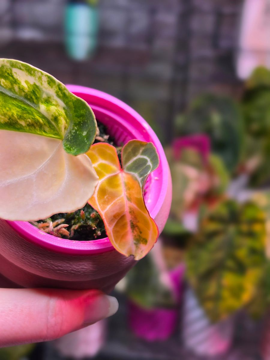 Anthurium (Crystallinum × Angela) × (Forgetii × Crystallinum) | High Variegated Clone of Iris