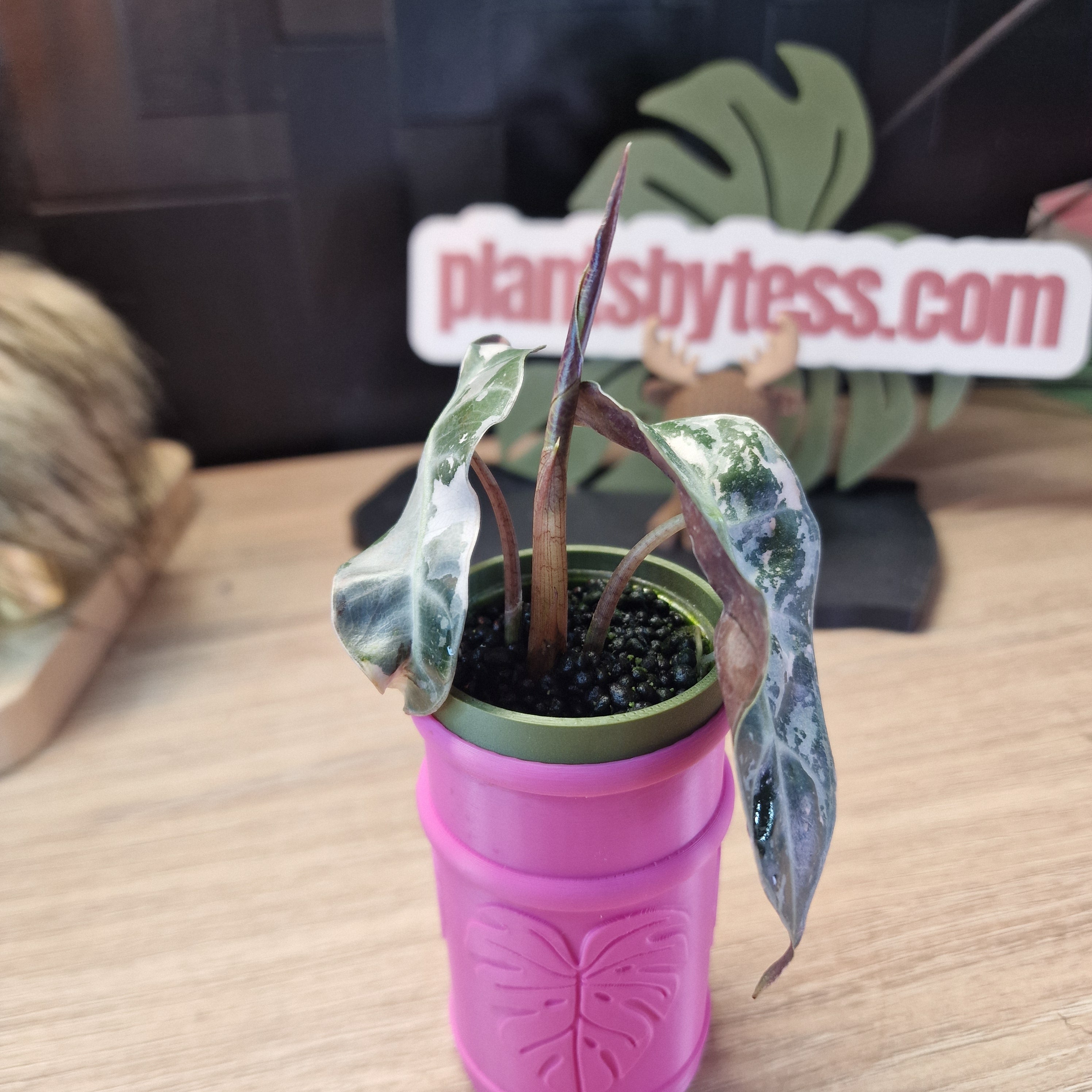 Alocasia Polly pink Snowflake #4