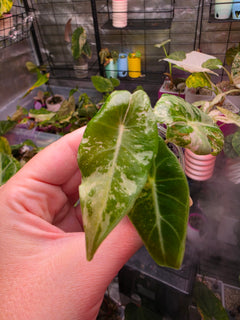 Alocasia longiloba 'Black Satun Pink' TC Pre-Order | High Grade Variegated Collector Alocasia