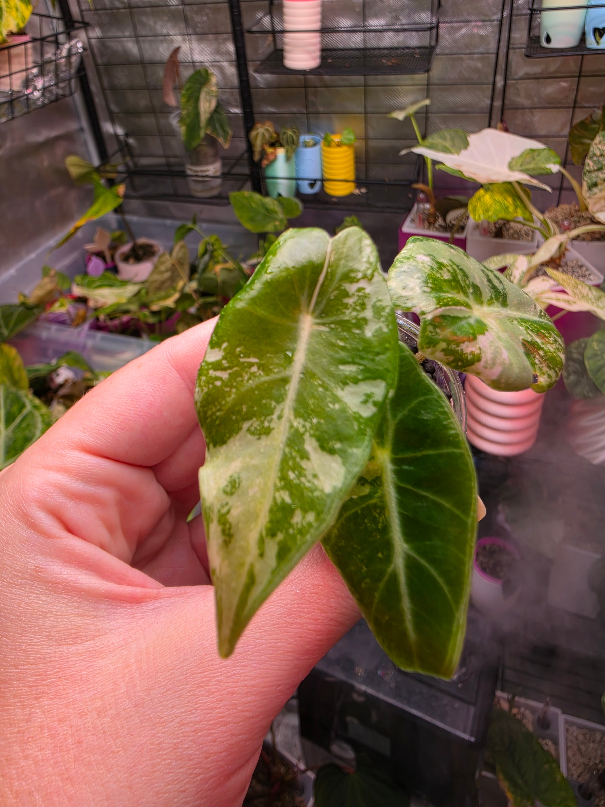 Alocasia longiloba 'Black Satun Pink' TC Pre-Order | High Grade Variegated Collector Alocasia