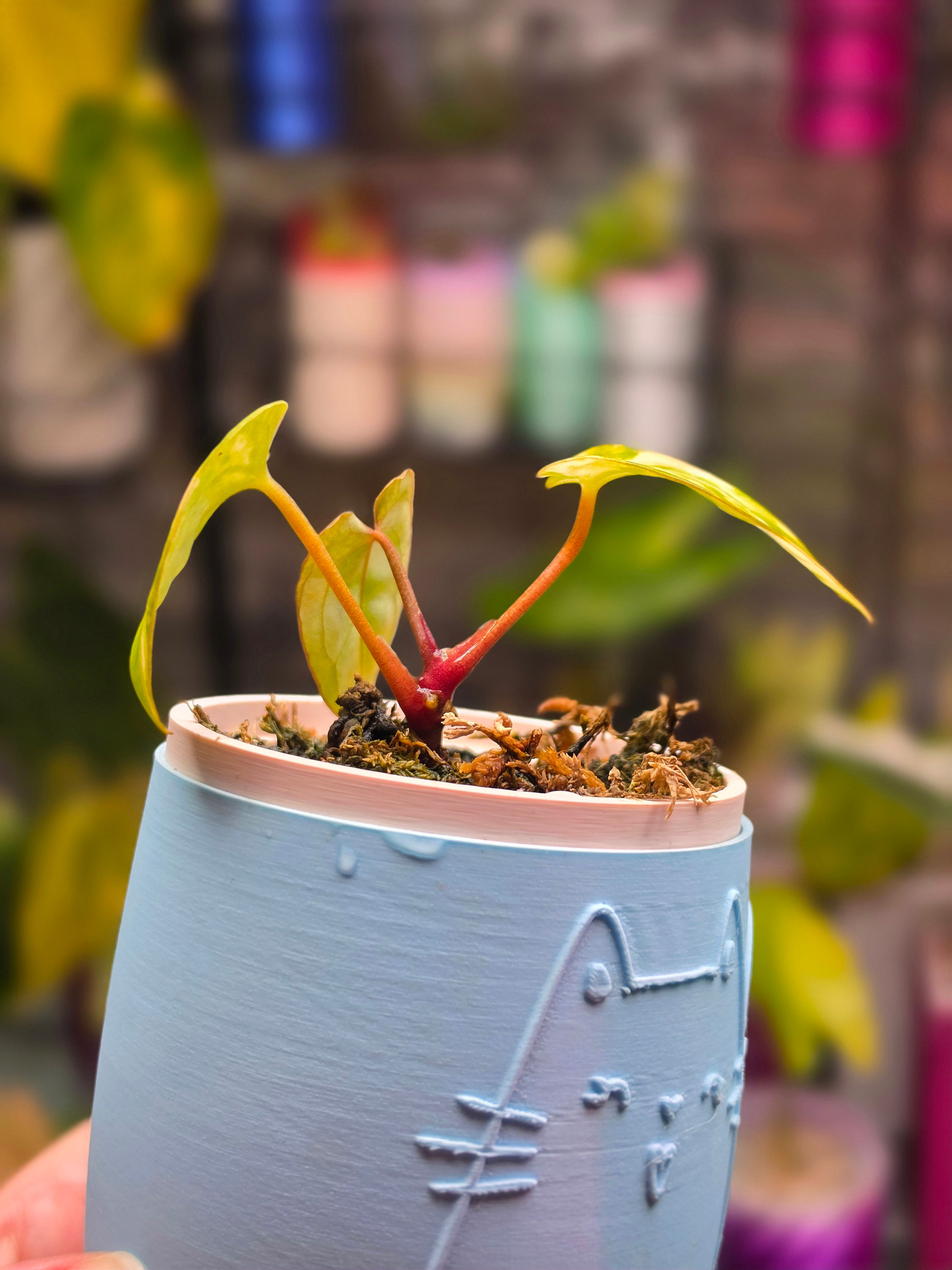 Anthurium (Magnificum × Magnificum) × Papillilaminum | Large Leaf Velvet Hybrid