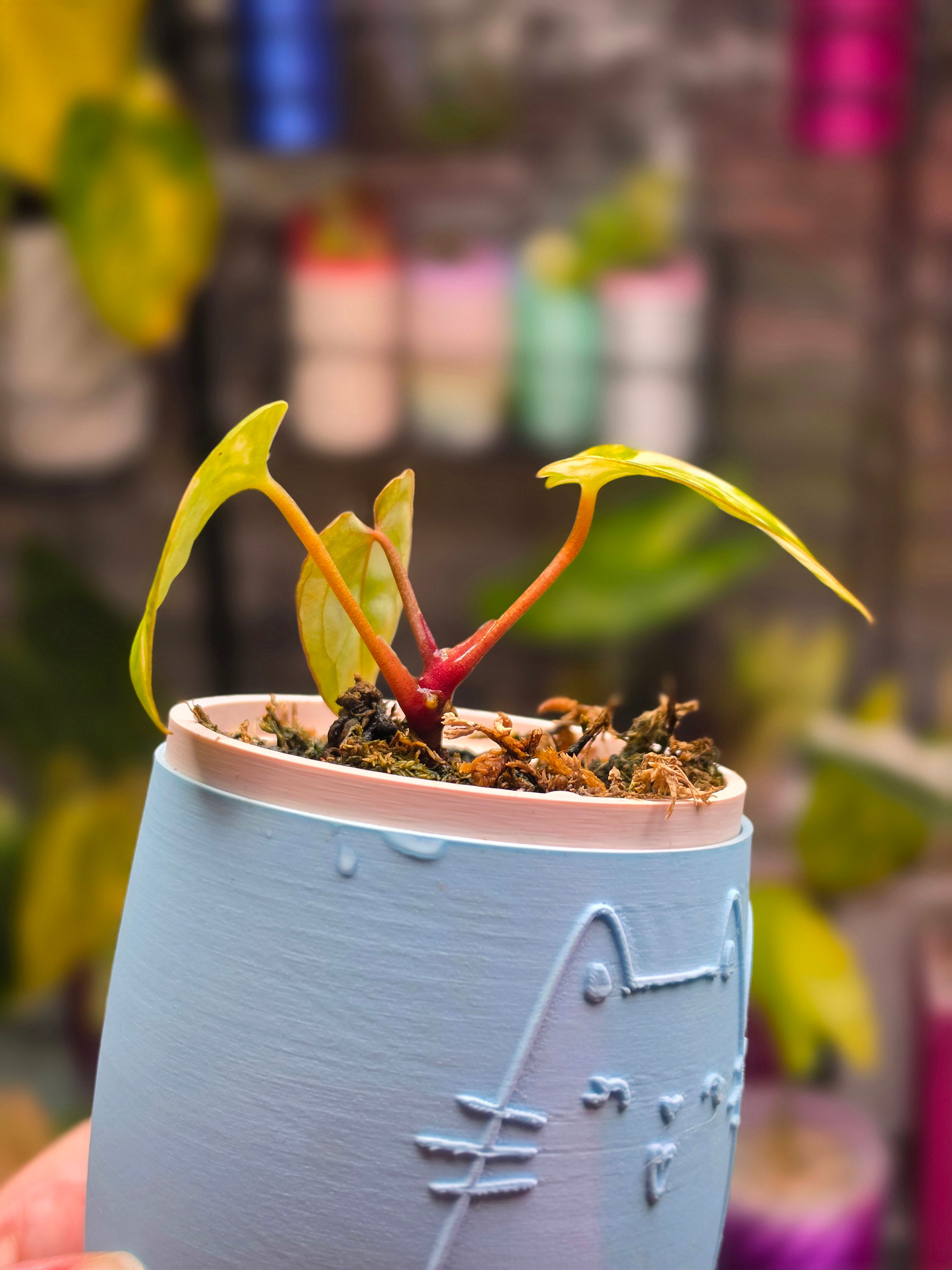 Anthurium (Magnificum × Magnificum) × Papillilaminum | Large Leaf Velvet Hybrid