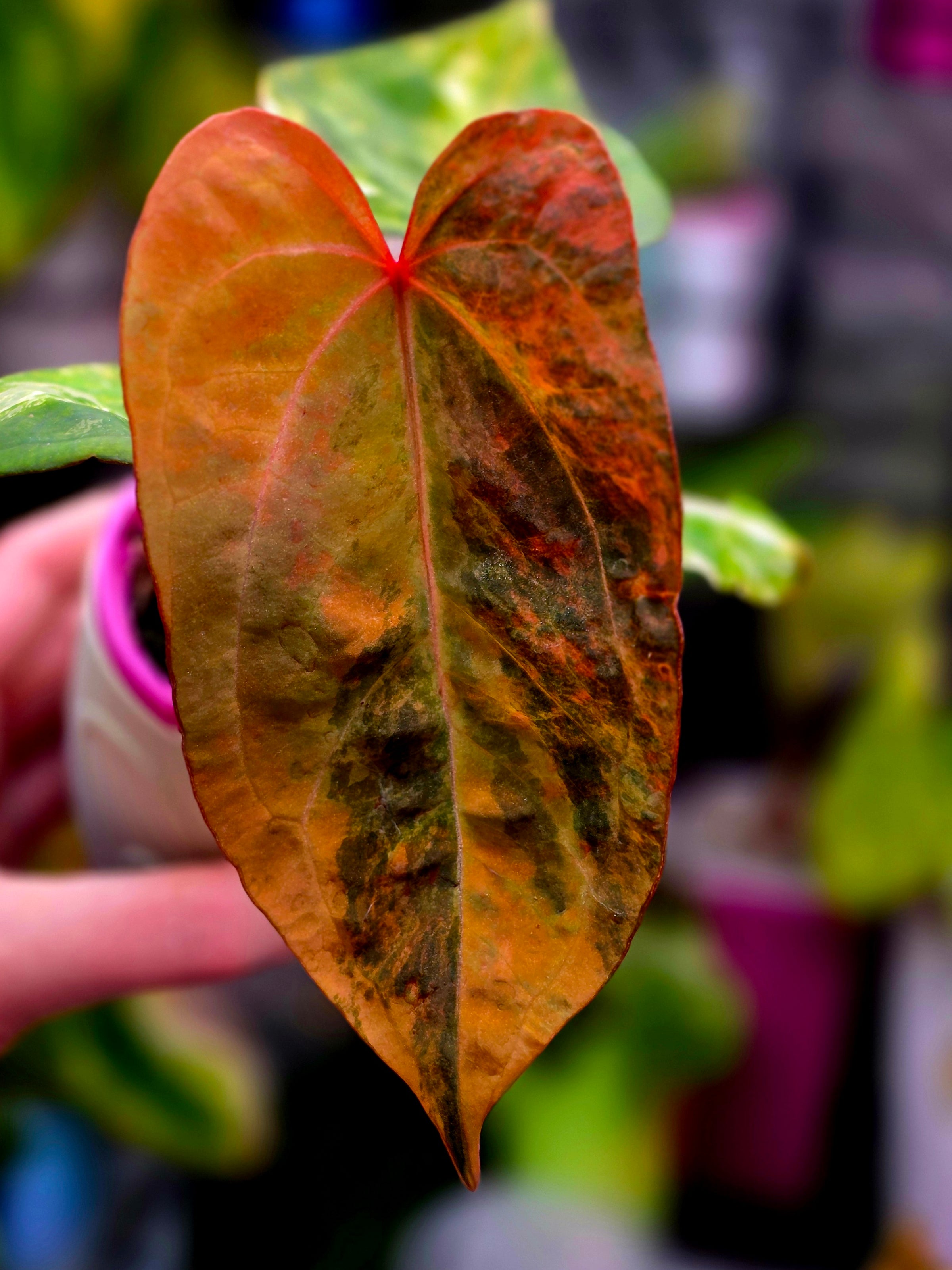 Anthurium Dressleri × X-Ray Mutated | Velvet Collector Hybrid