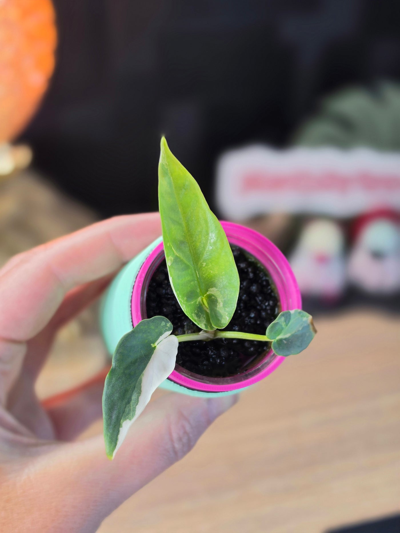 Alocasia Reginae Albo #3