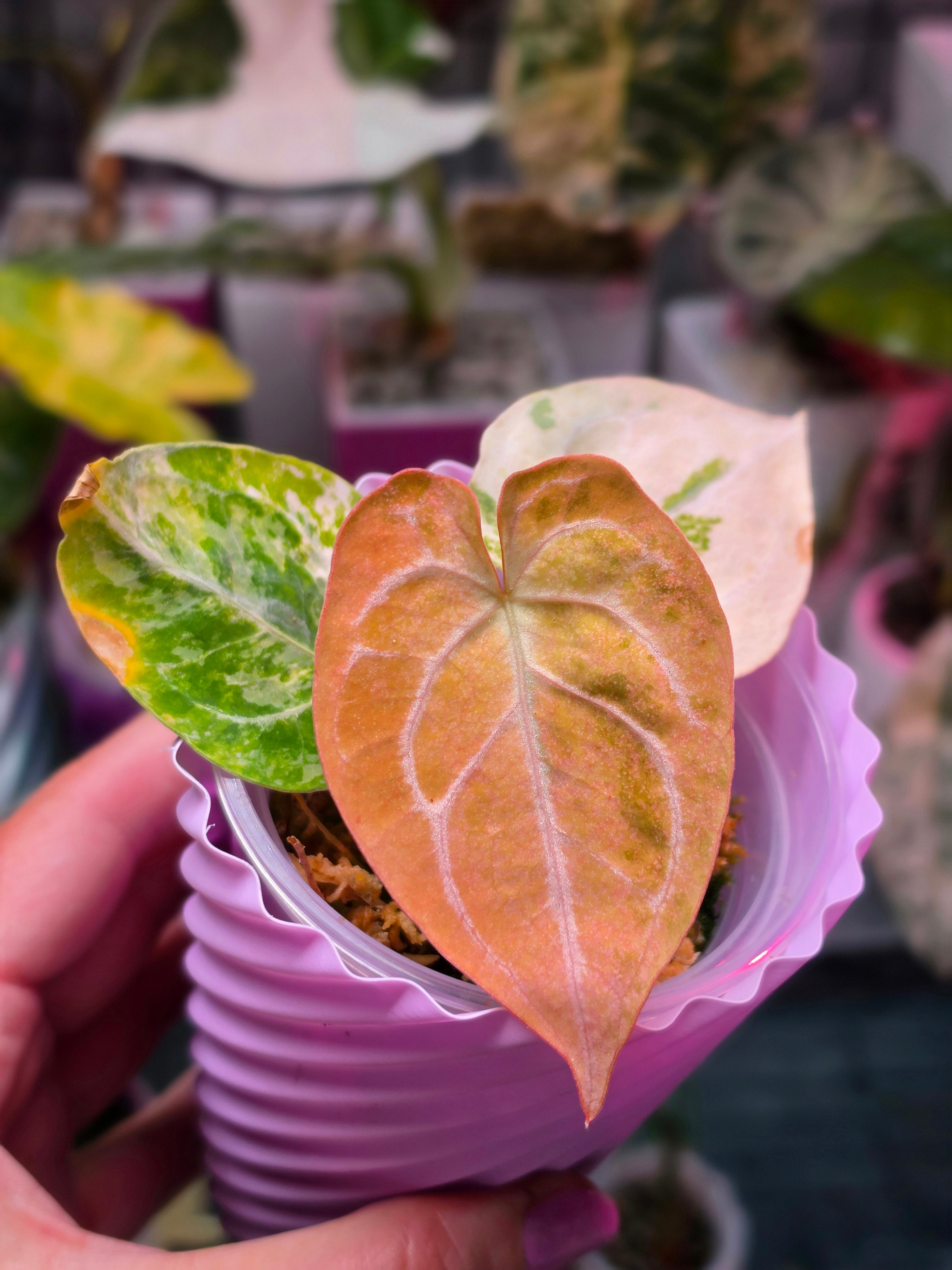 Anthurium Magnificum × Dressleri White | Velvet Collector Hybrid