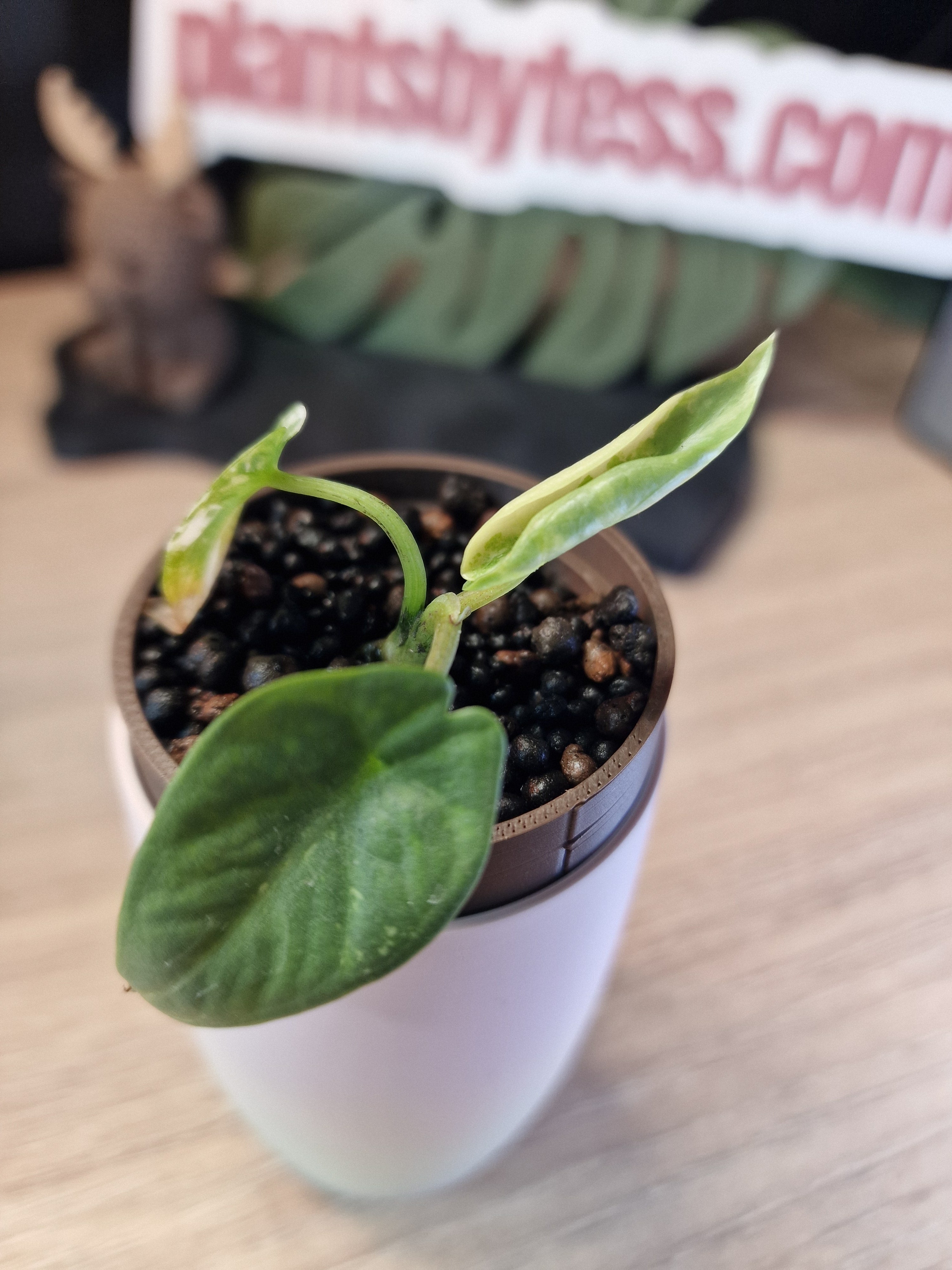 Alocasia Reginae Albo / Pink #4