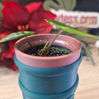 Alocasia Corazon aurea baby