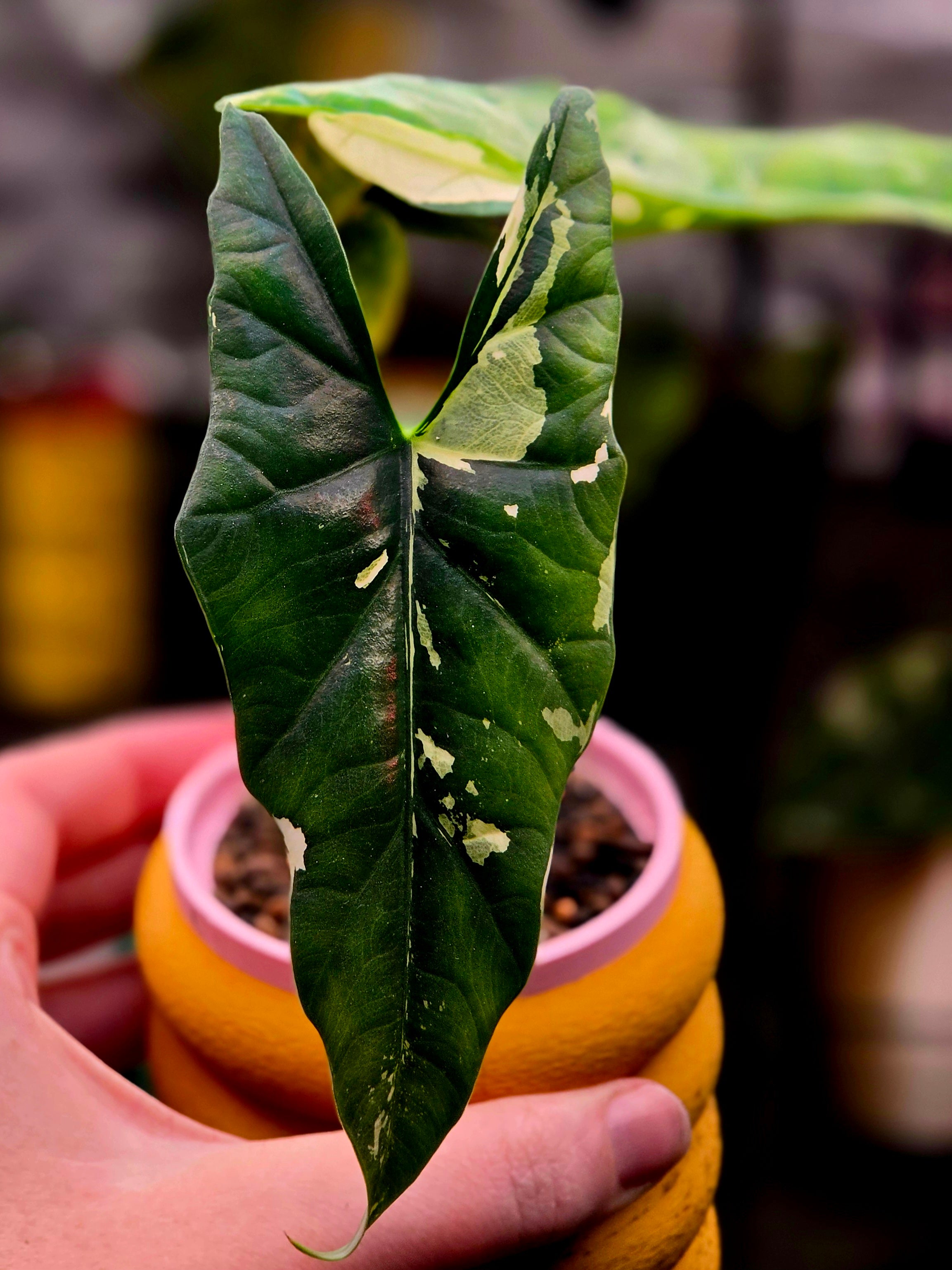 Alocasia Simpo Albo | Rare White Variegated Collector Alocasia