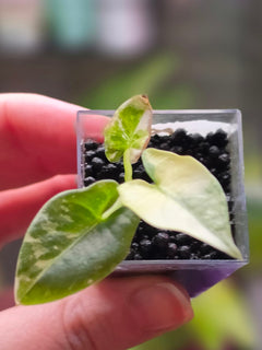 Alocasia Reginae x Scabriuscula Hybrid | Rare Collector Alocasia