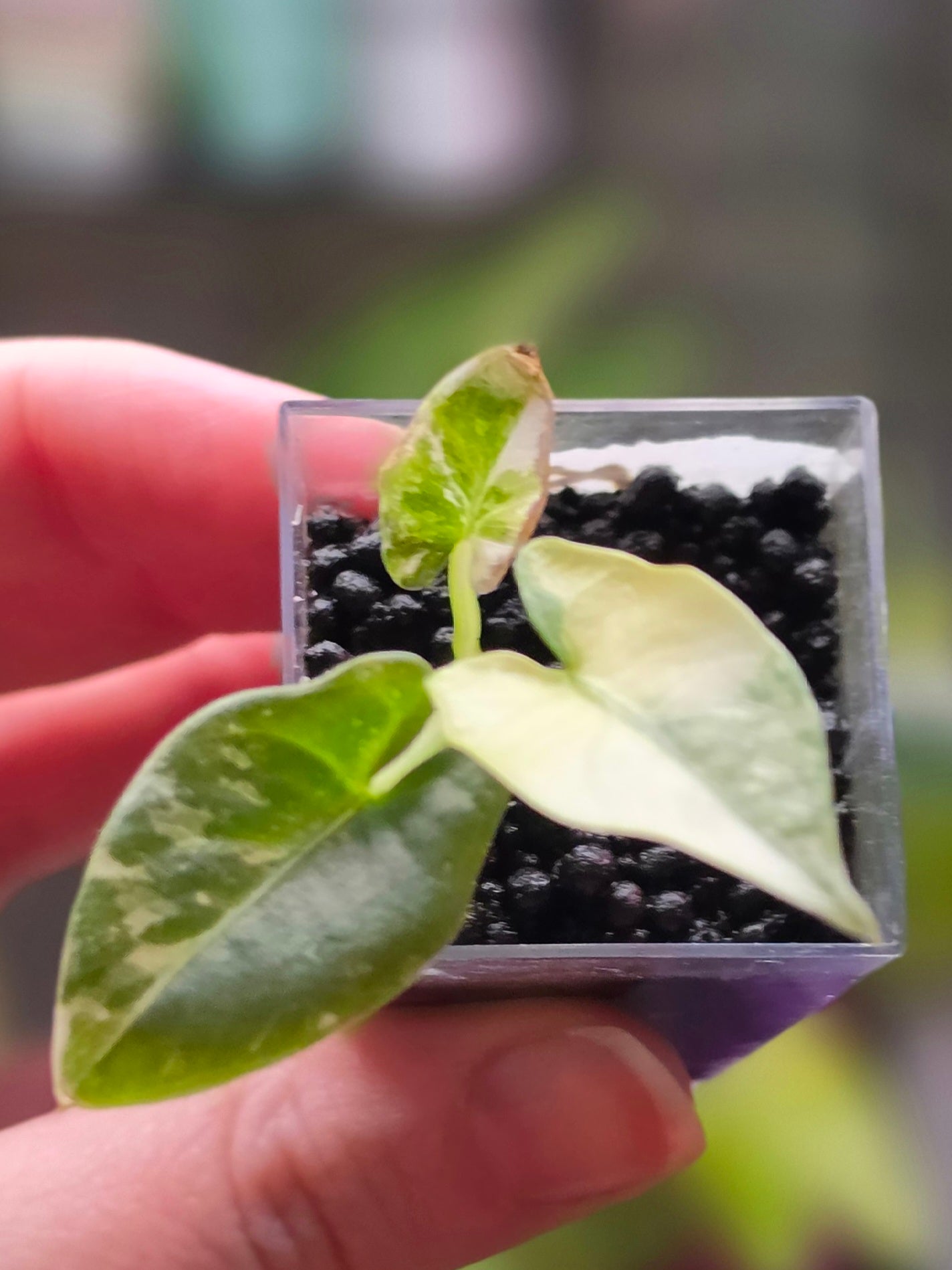 Alocasia Reginae x Scabriuscula Hybrid | Rare Collector Alocasia
