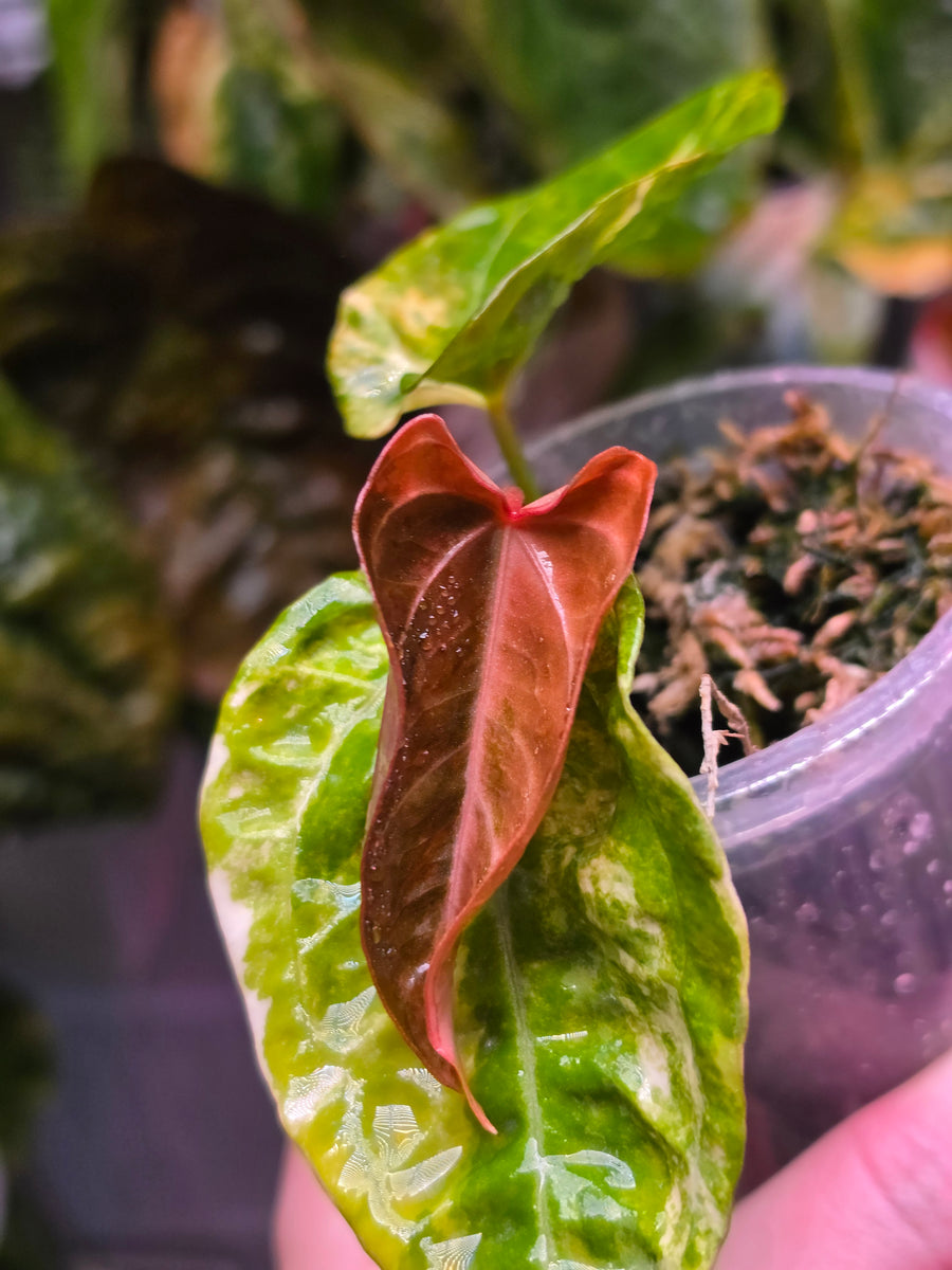Anthurium Queen Crystallinum × (Forgetii × Papillilaminum peach) | Peach Clone Velvet Hybrid