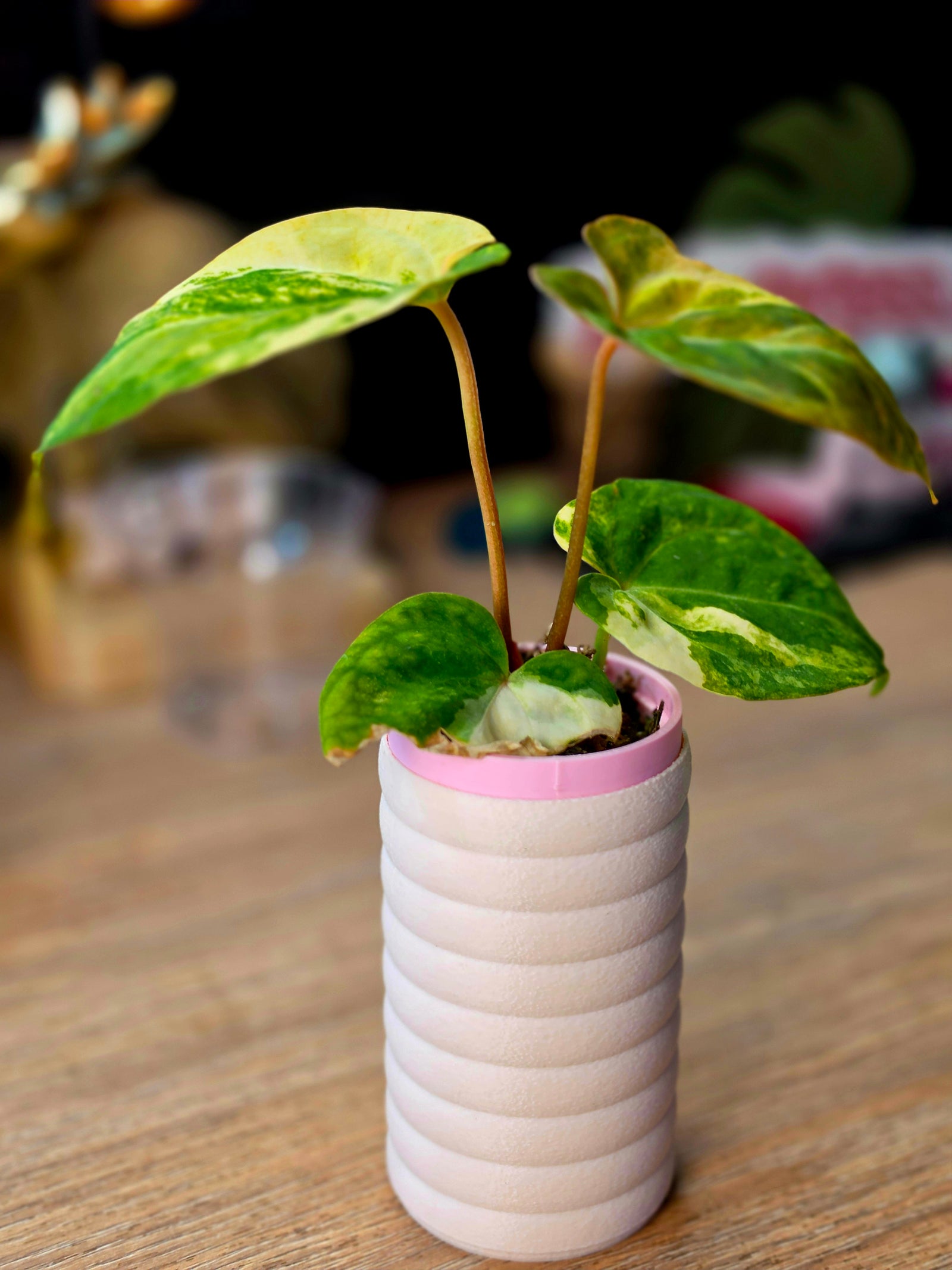 Anthurium Carlablackiae x Papillilaminum x Ace of Spades dark velvet hybrid collector plant at Plant.ess