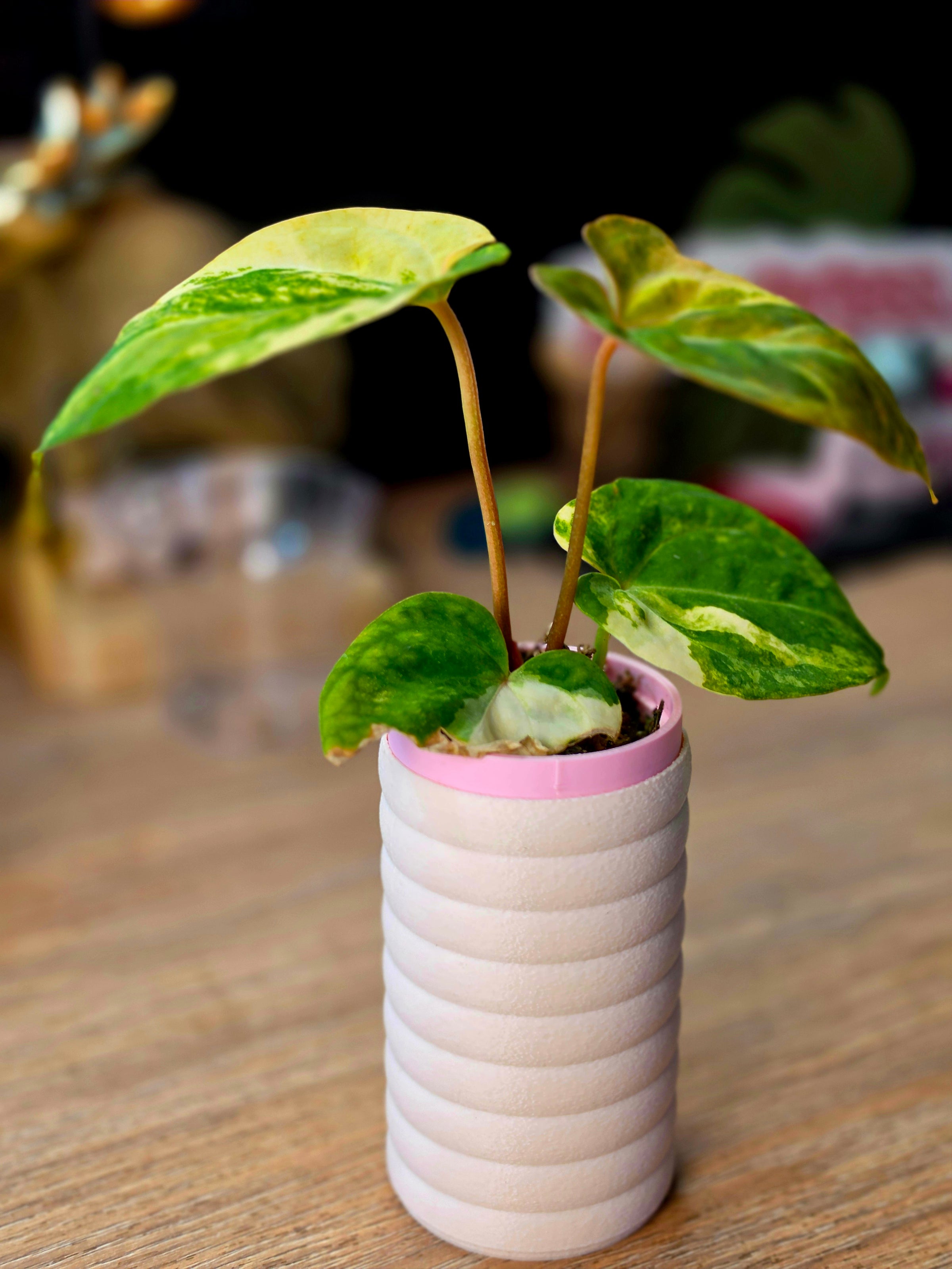 Anthurium Carlablackiae x Papillilaminum x Ace of Spades dark velvet hybrid collector plant at Plant.ess