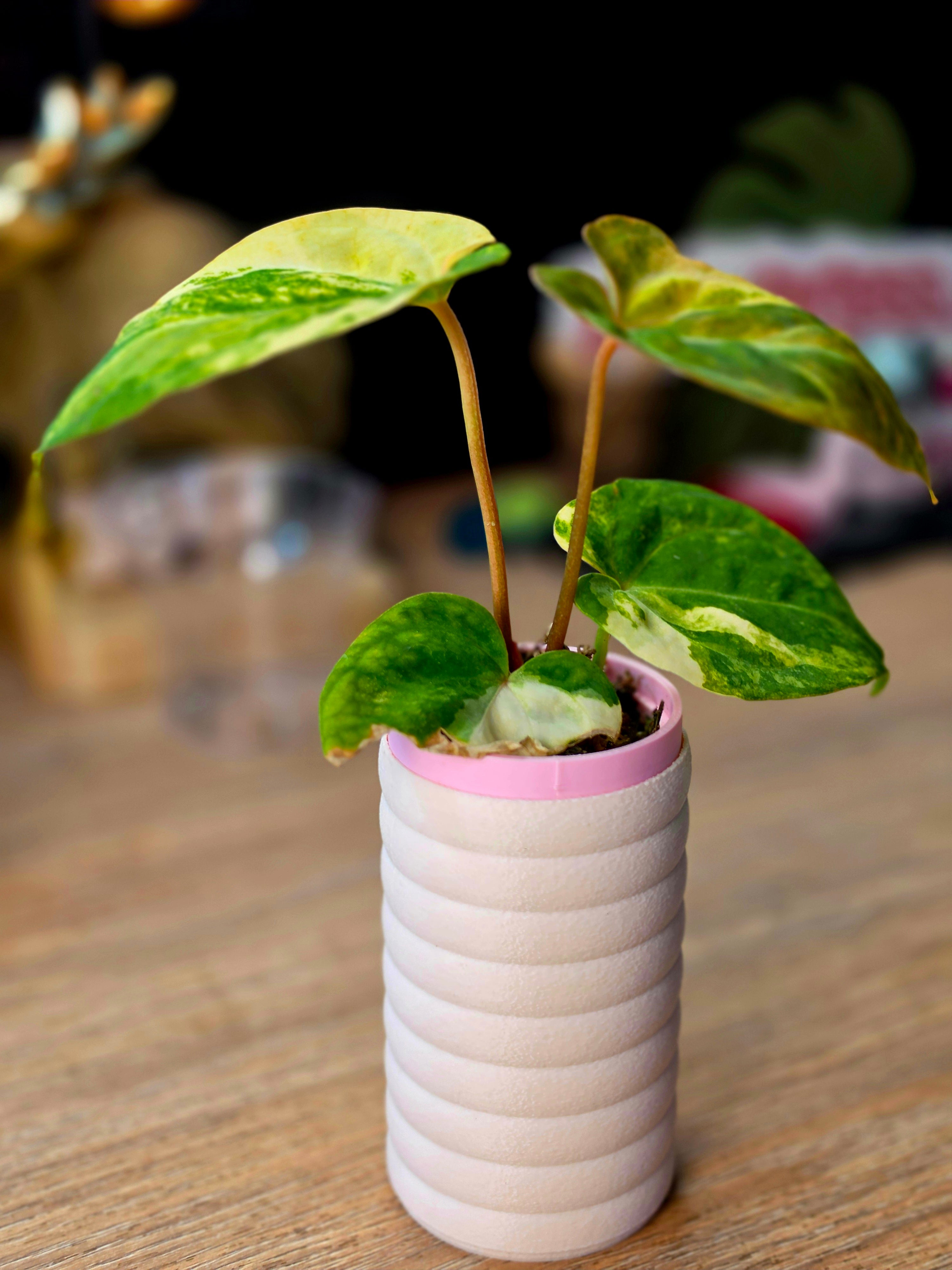 Anthurium Carlablackiae x Papillilaminum x Ace of Spades dark velvet hybrid collector plant at Plant.ess