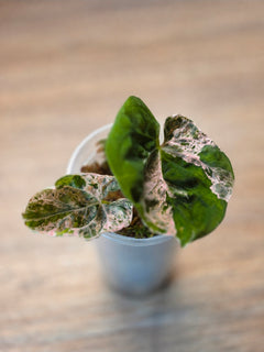 Anthurium Hot Barbie | High-Variegation Pink Collector Clone