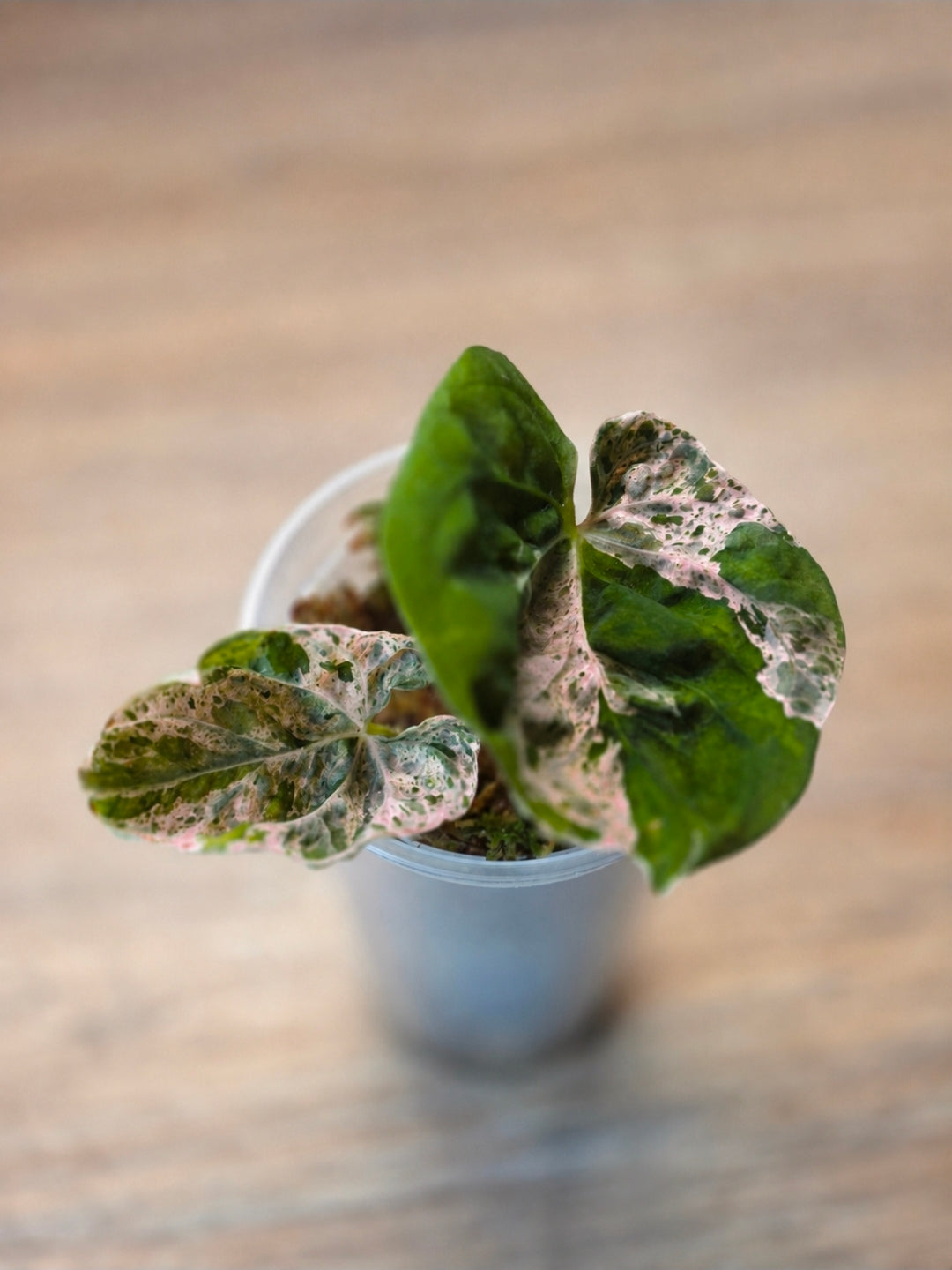 Anthurium Hot Barbie | High-Variegation Pink Collector Clone
