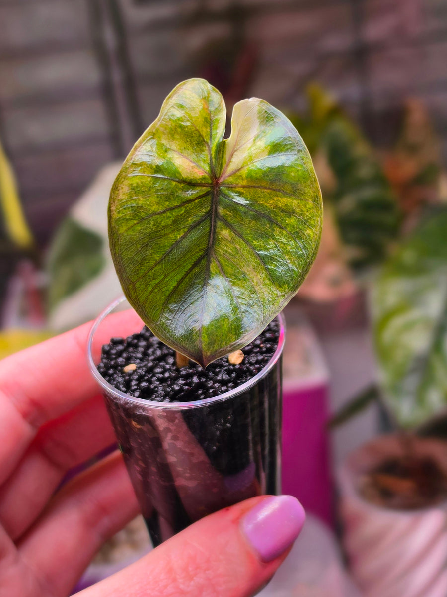 Alocasia Serendipity Gold Variegated | Rare Collector Alocasia Plant #3