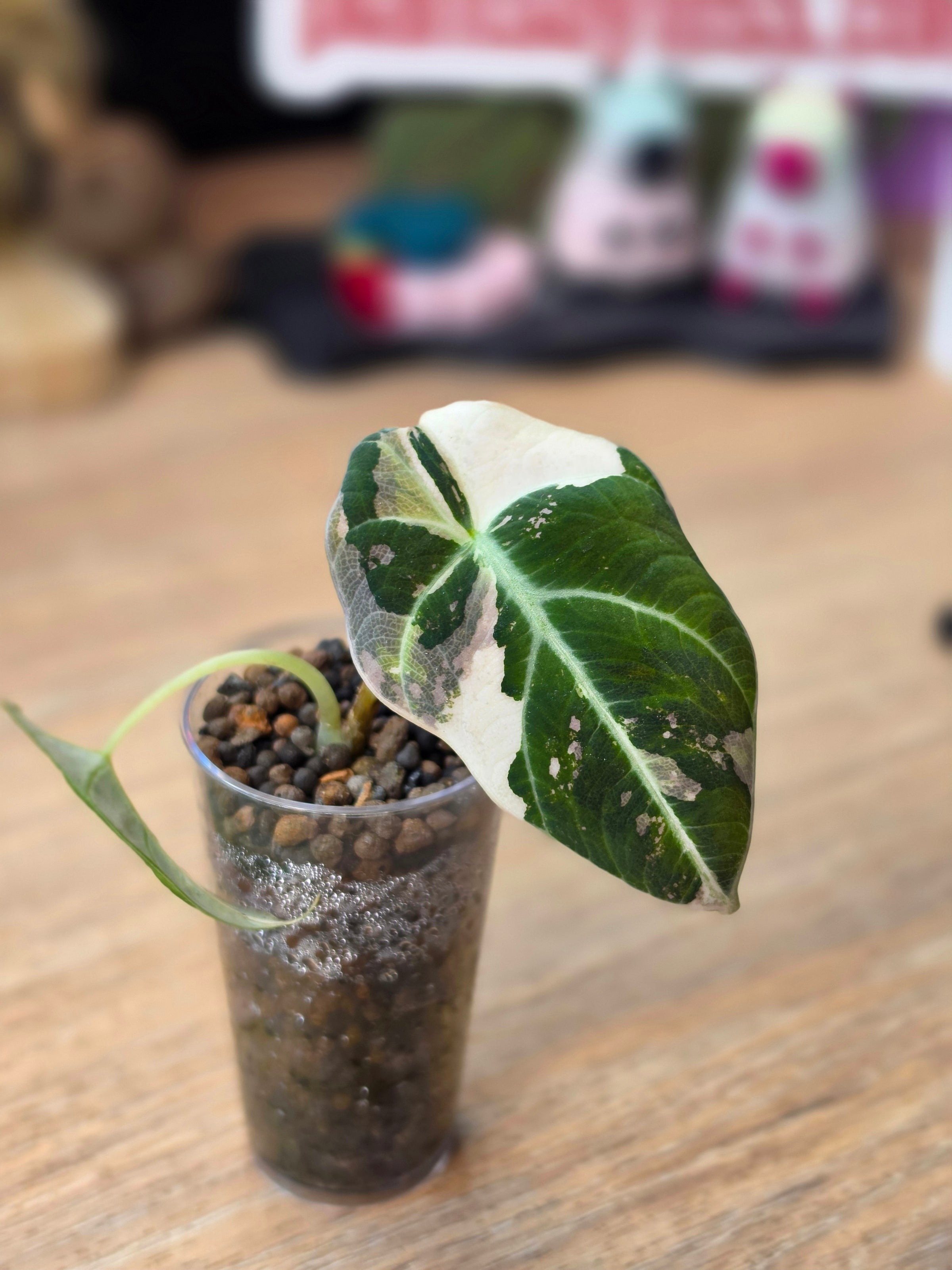 Alocasia Black Velvet Pink | Variegated Dark Leaf Collector Plant #2