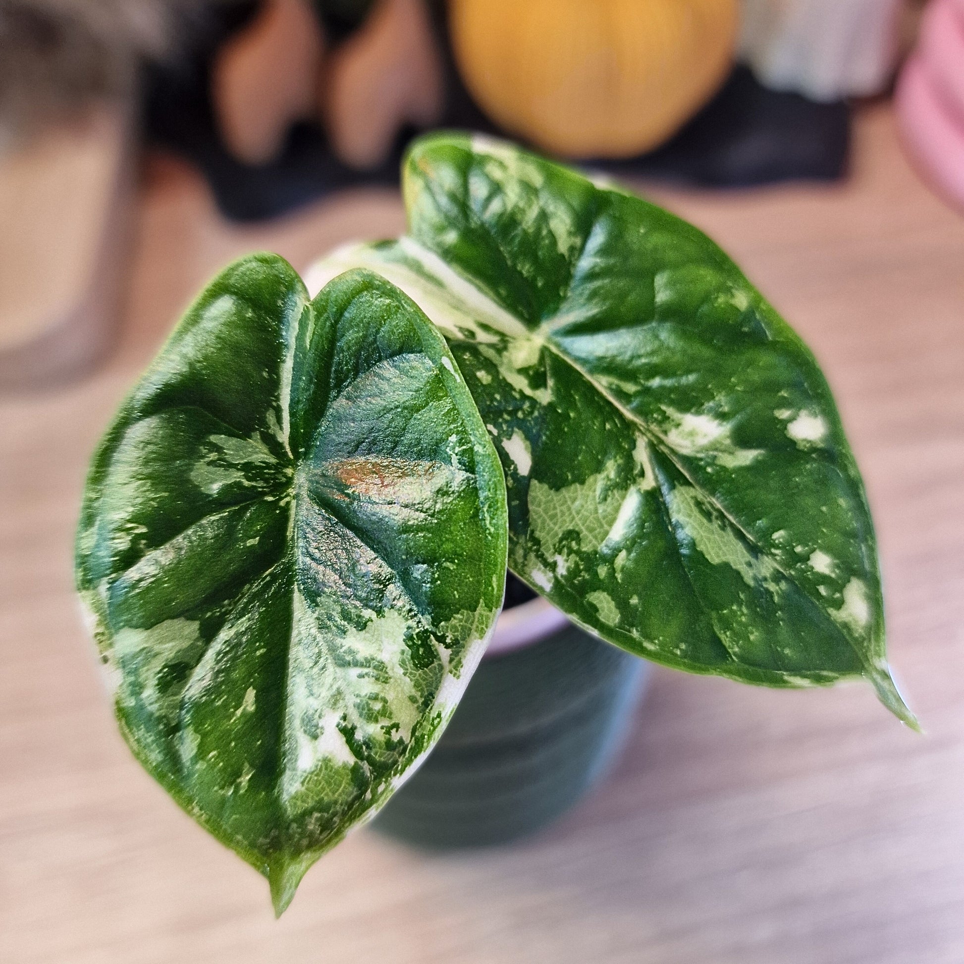 Alocasia Dragon Scale albo