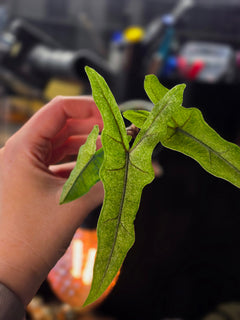 Alocasia Sabrina sp. Narrow Stardust | Pink Variegated Collector Plant #1