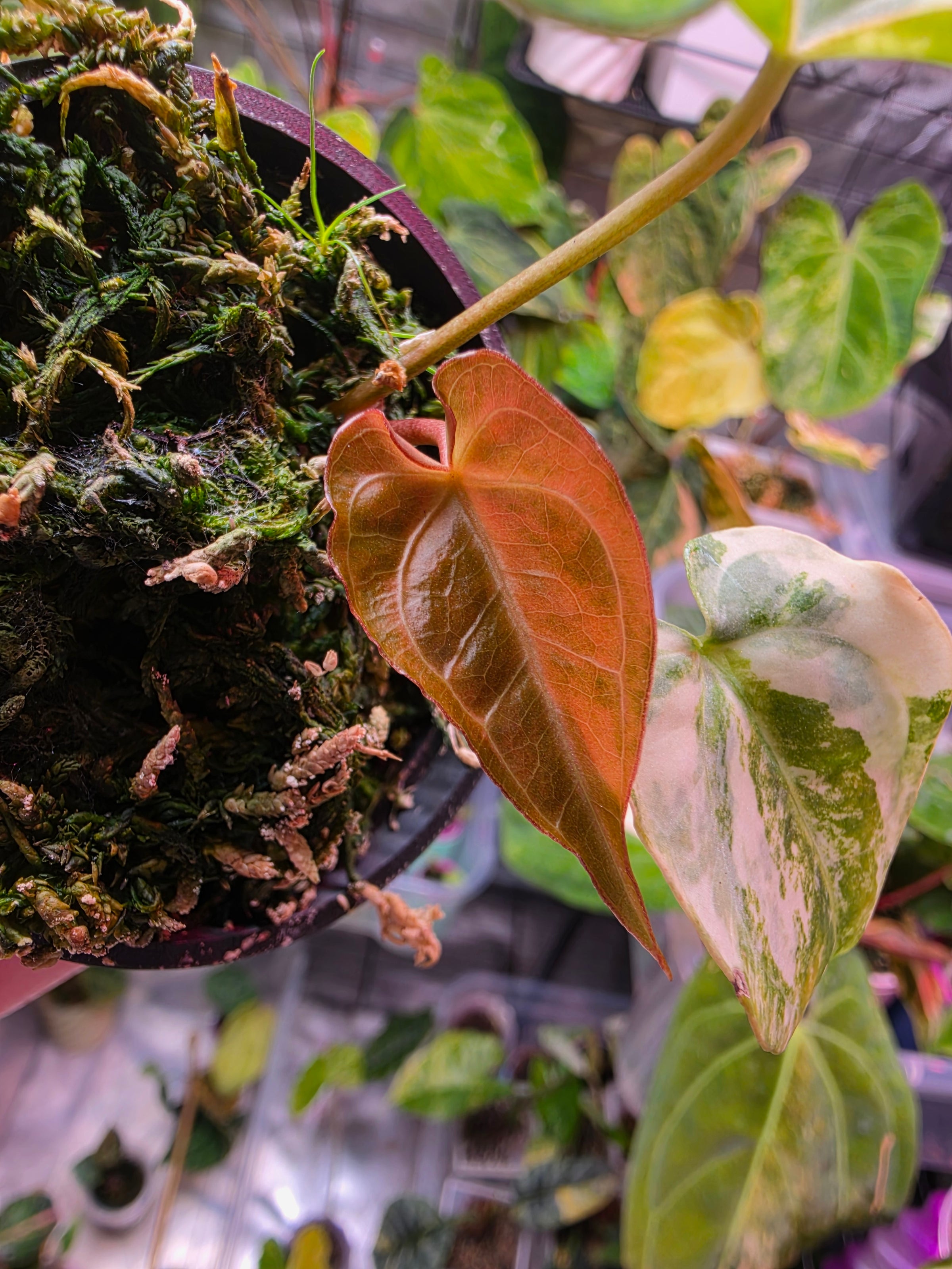 Anthurium (Papillilaminum × Crystallinum) × Carlablackiae (Variegated) kidda line