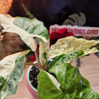 Alocasia Low Rider albo