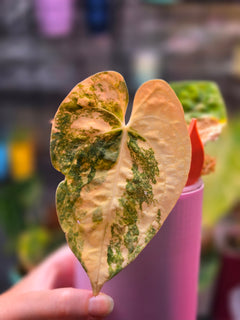 Anthurium Queen Crystallinum × (Forgetii × Papillilaminum) | Peach Clone Velvet Hybrid